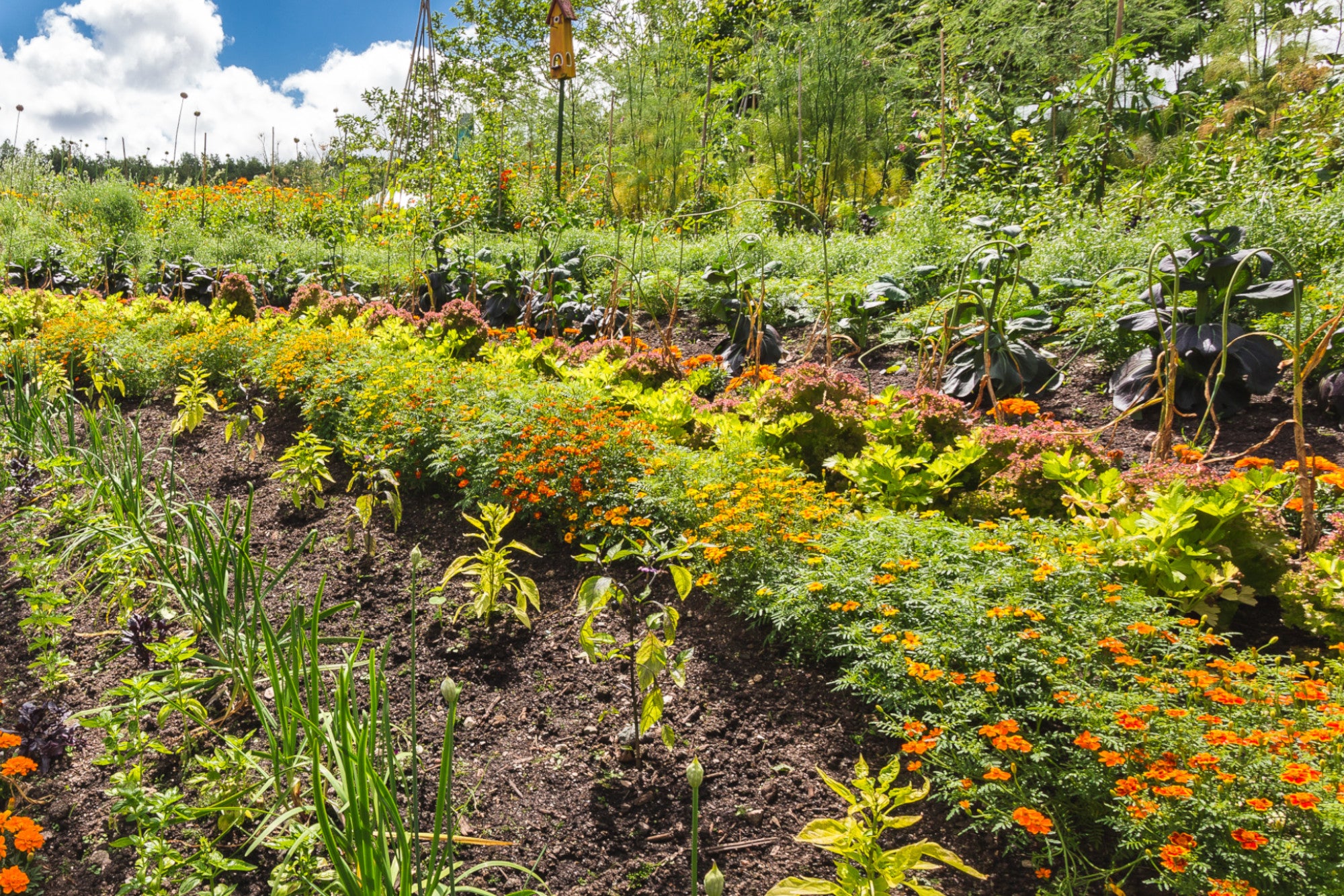 A guide to growing your own vegetable patch