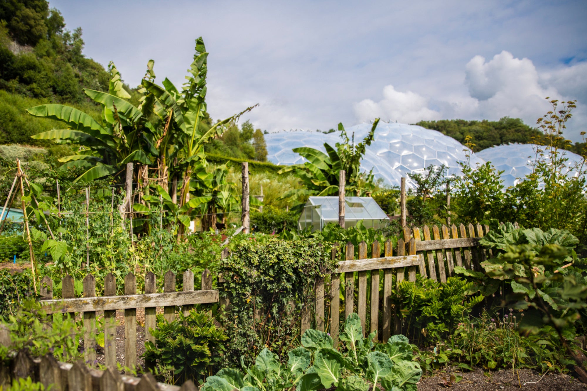 10 Eco-friendly New Year's Resolutions for you and the Earth