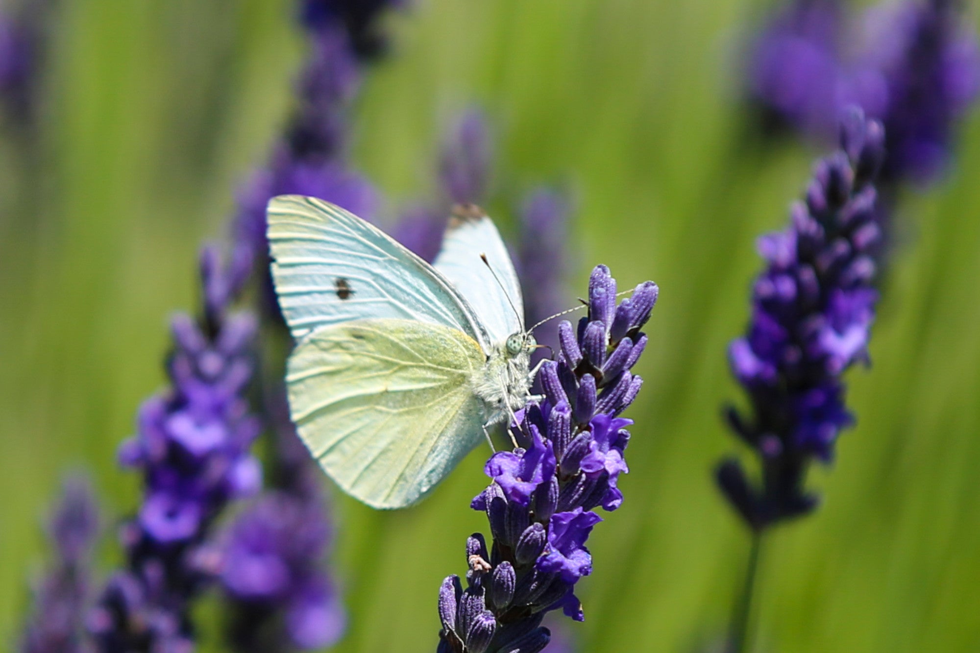 A guide to transforming your garden to attract more wildlife