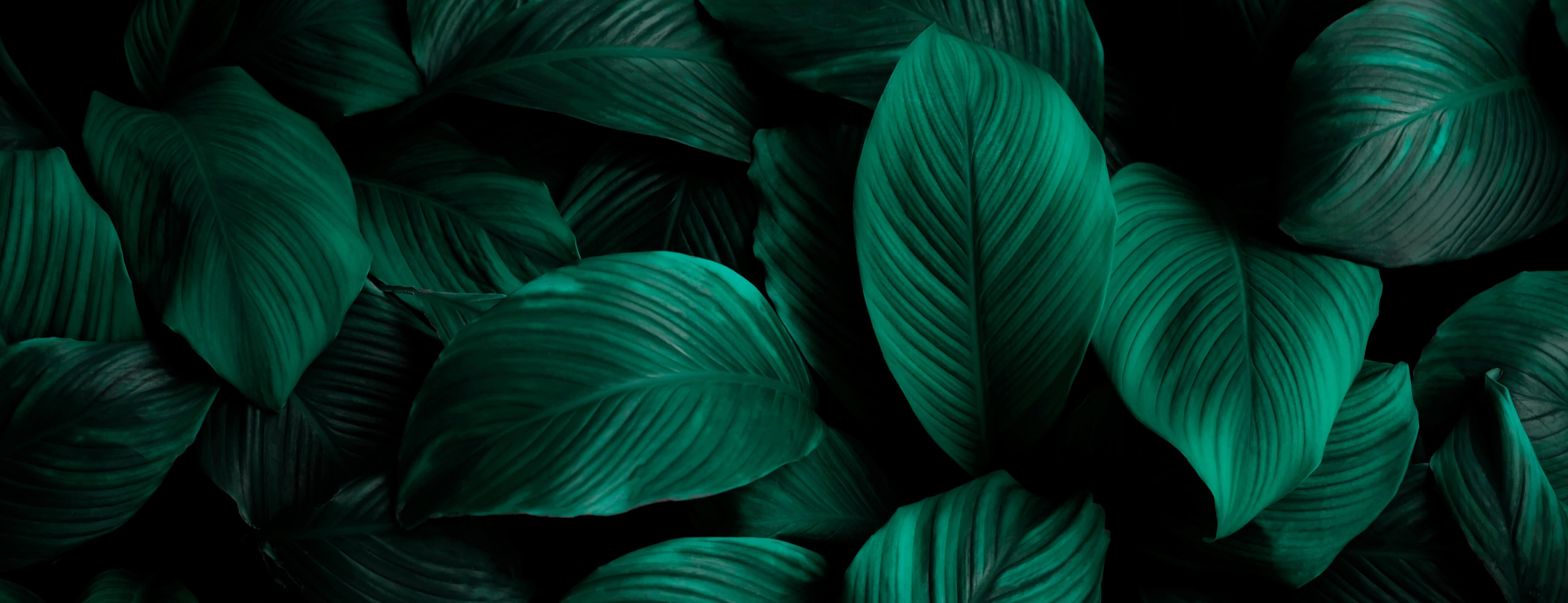 The Heart of a Garden