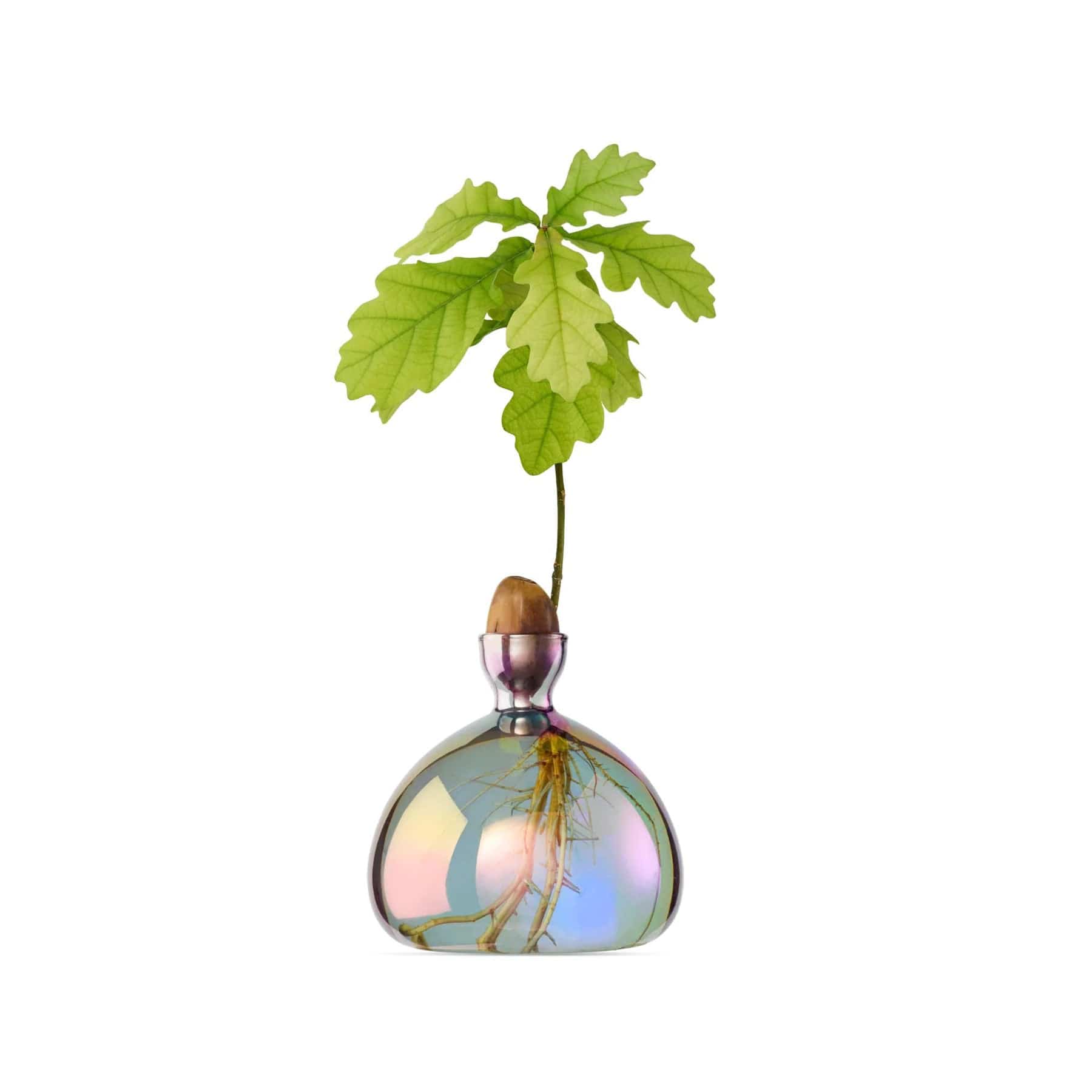 Acorn vase cosmic vega