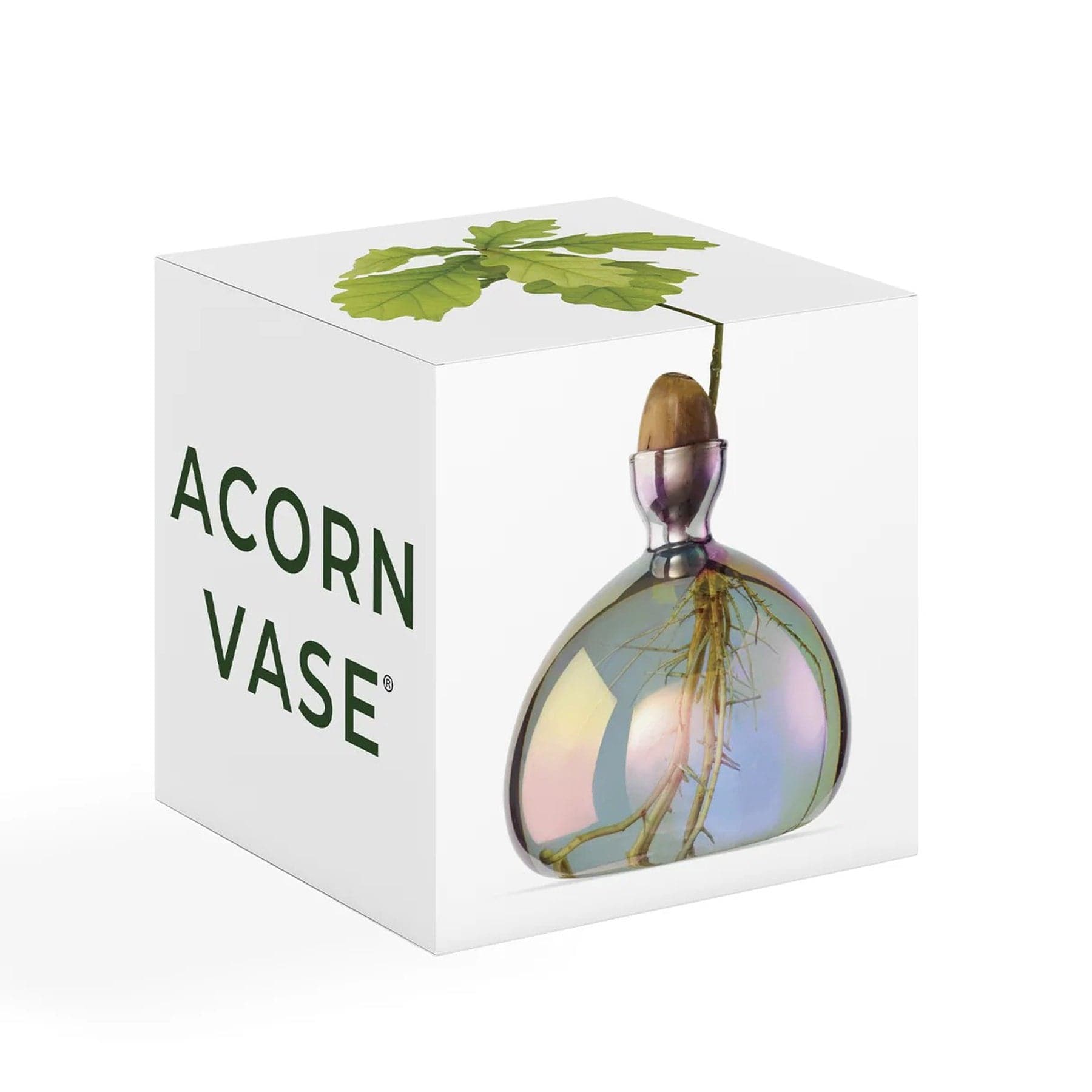Acorn vase cosmic vega