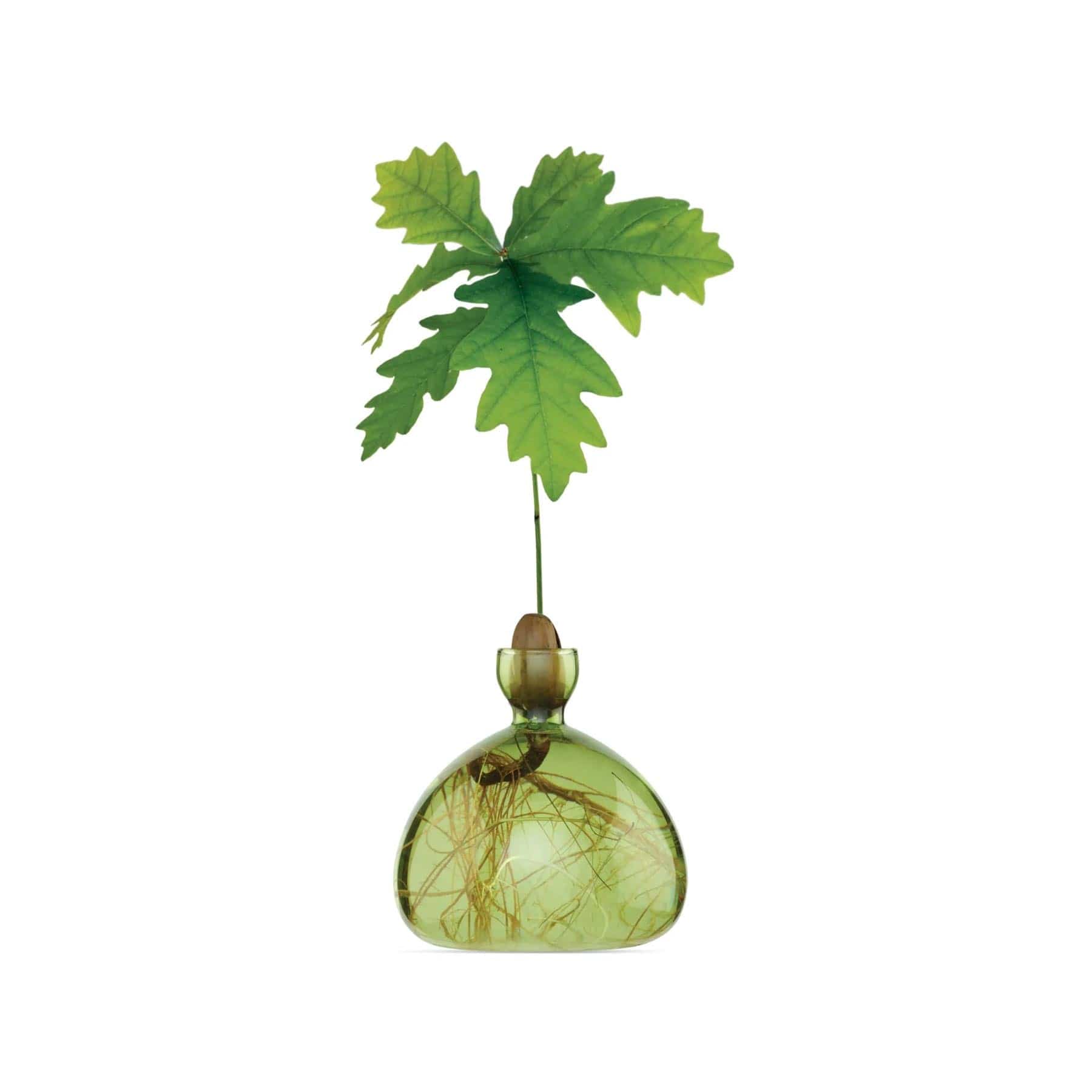 Acorn vase grass green