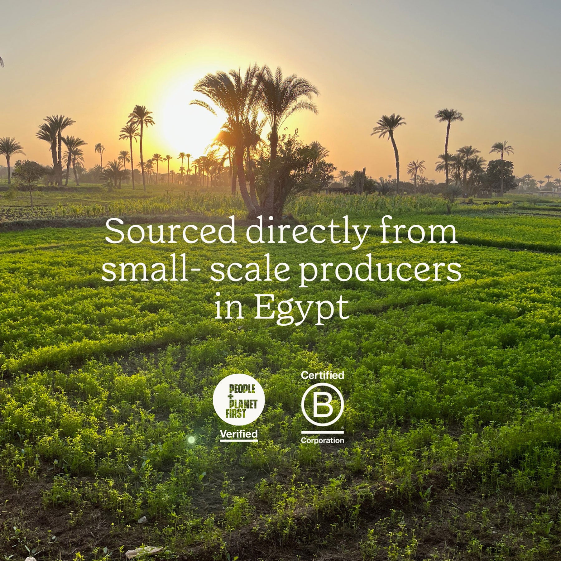 Moringa green superleaf powder 100g