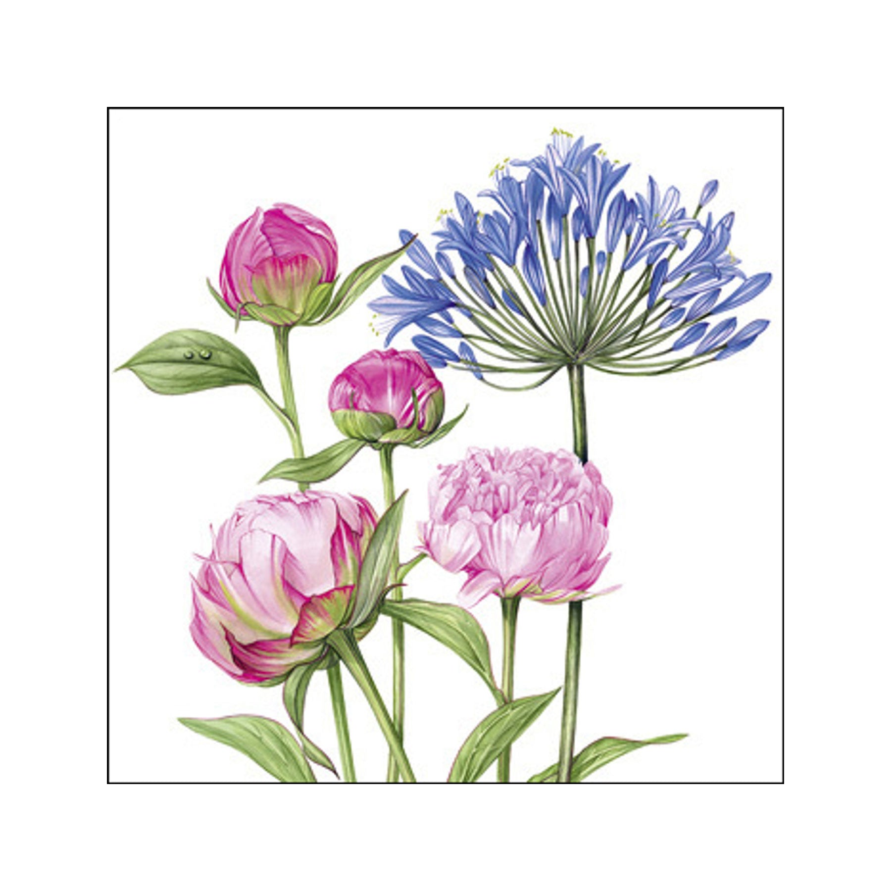 Agapanthus & peonies greetings card