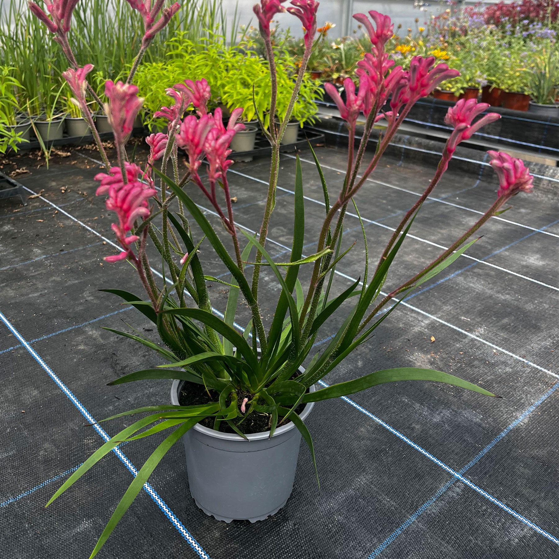 Anigozanthos 'bush pearl' 13cm