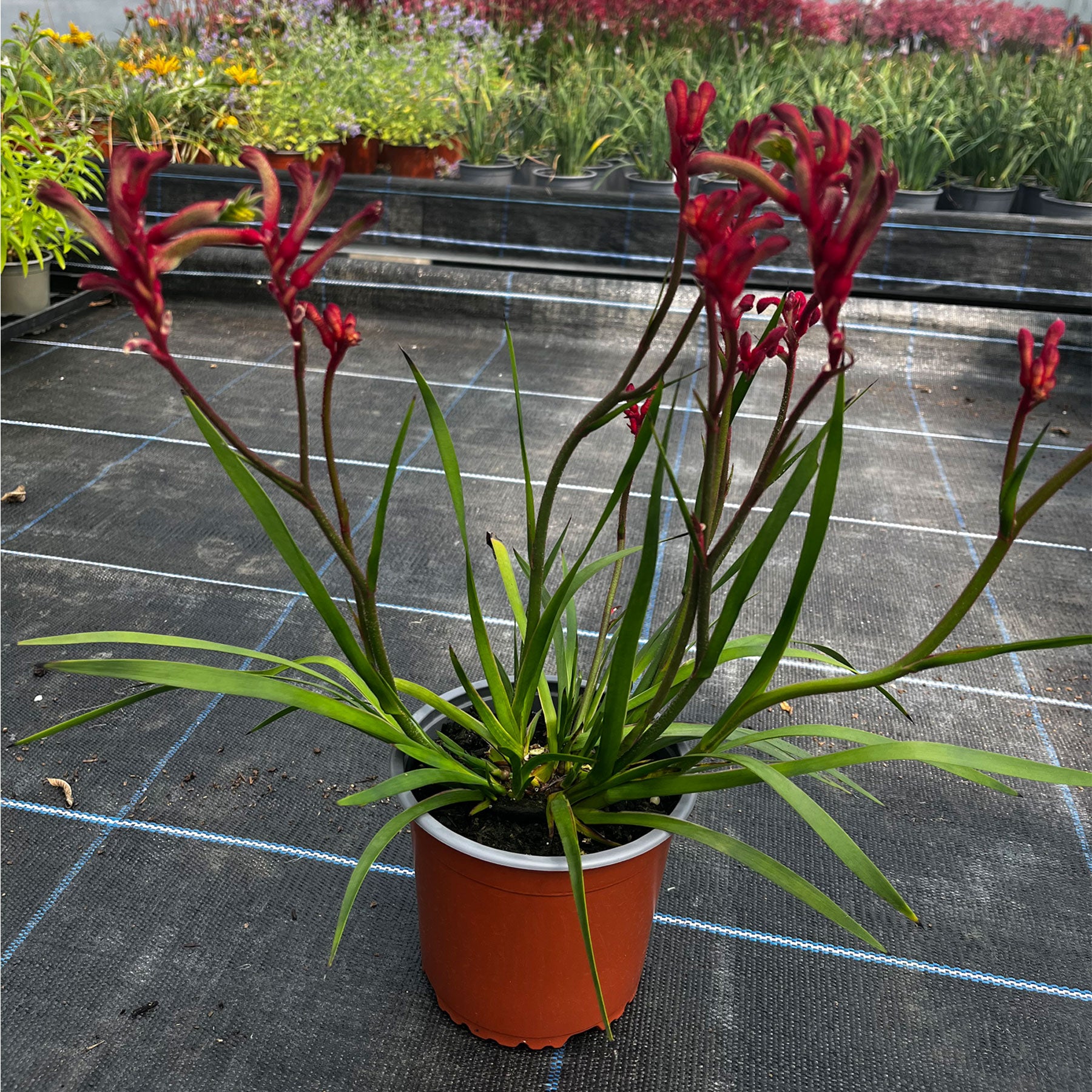 Anigozanthos 'elegance' 13cm
