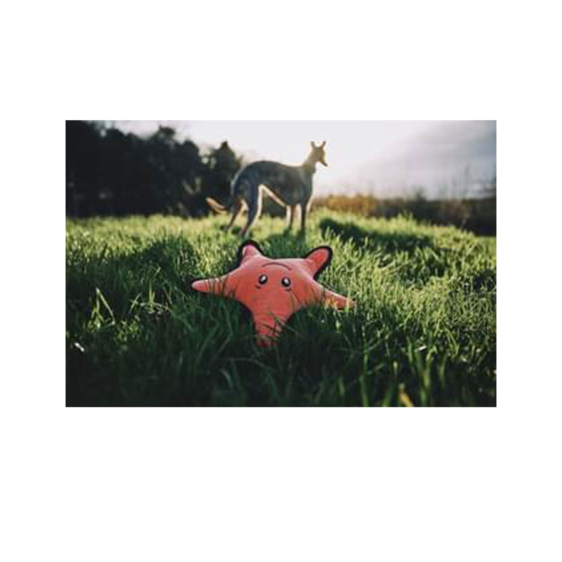 Plush starfish dog toy