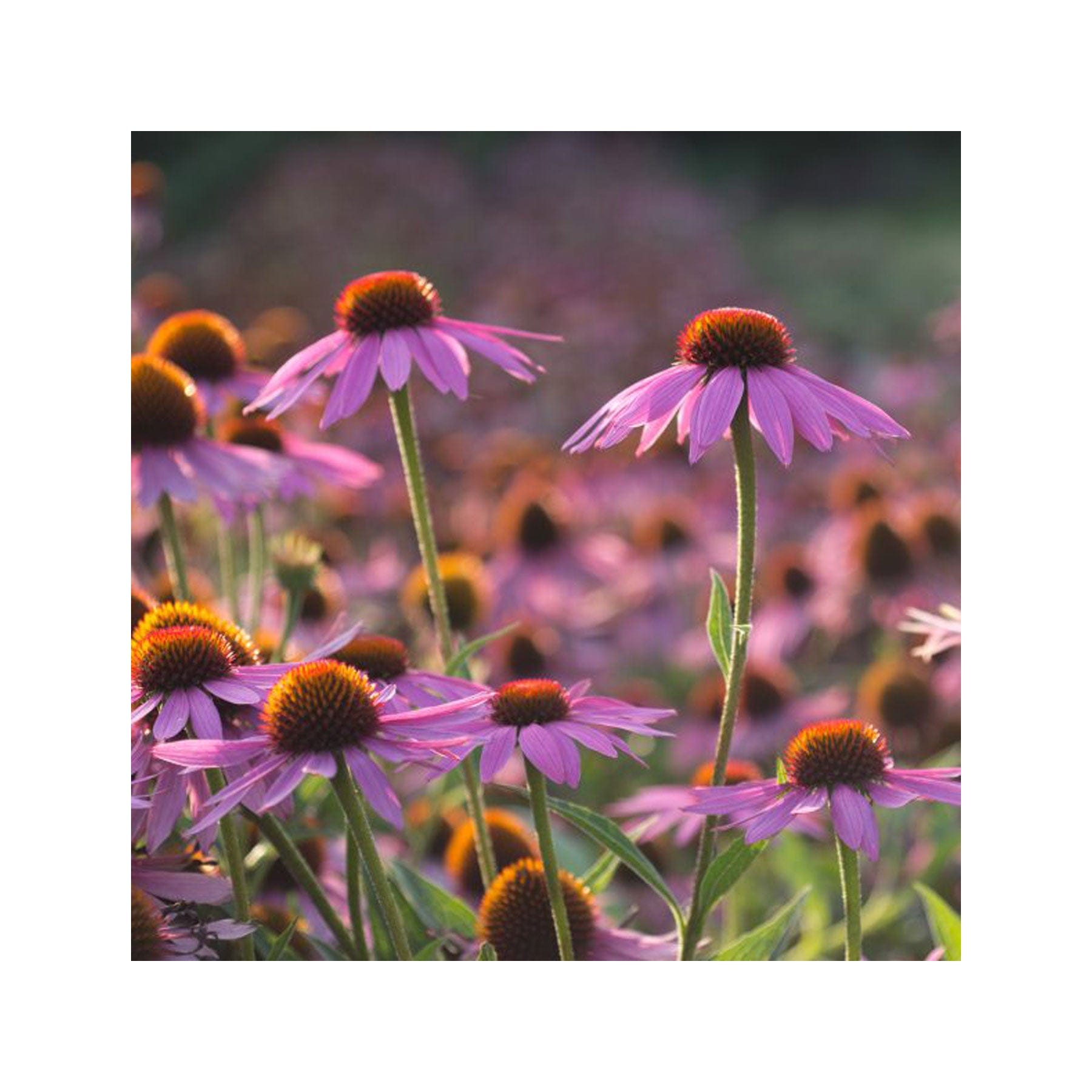 Bee herbal garden seed collection