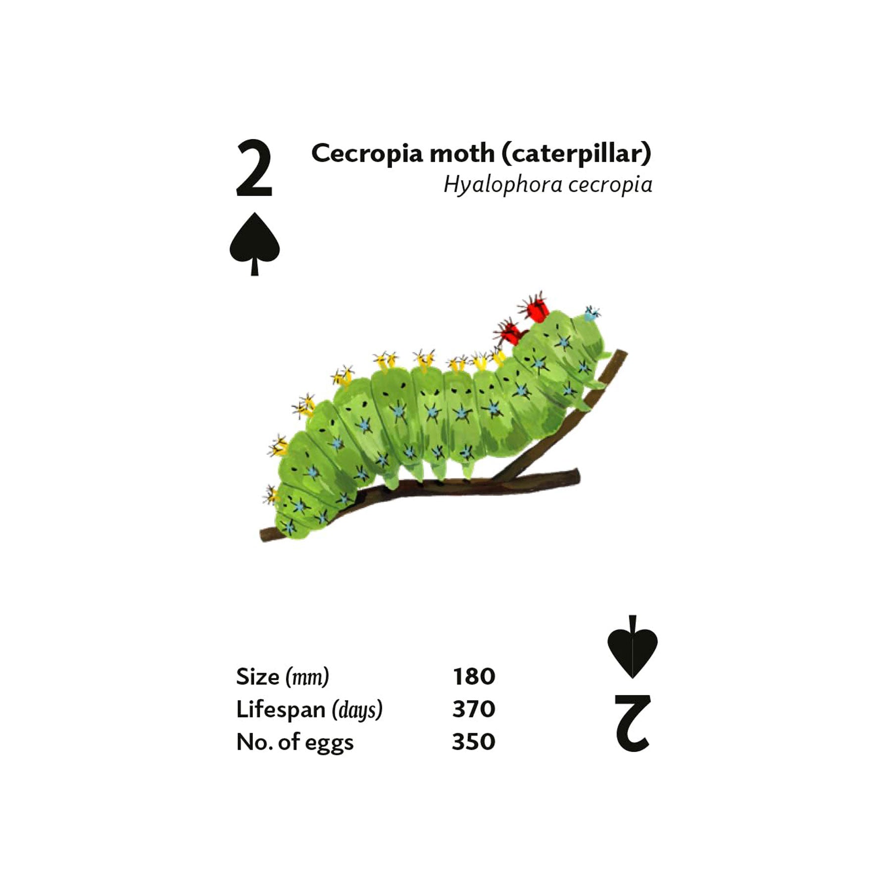 Brilliant bugs playing cards