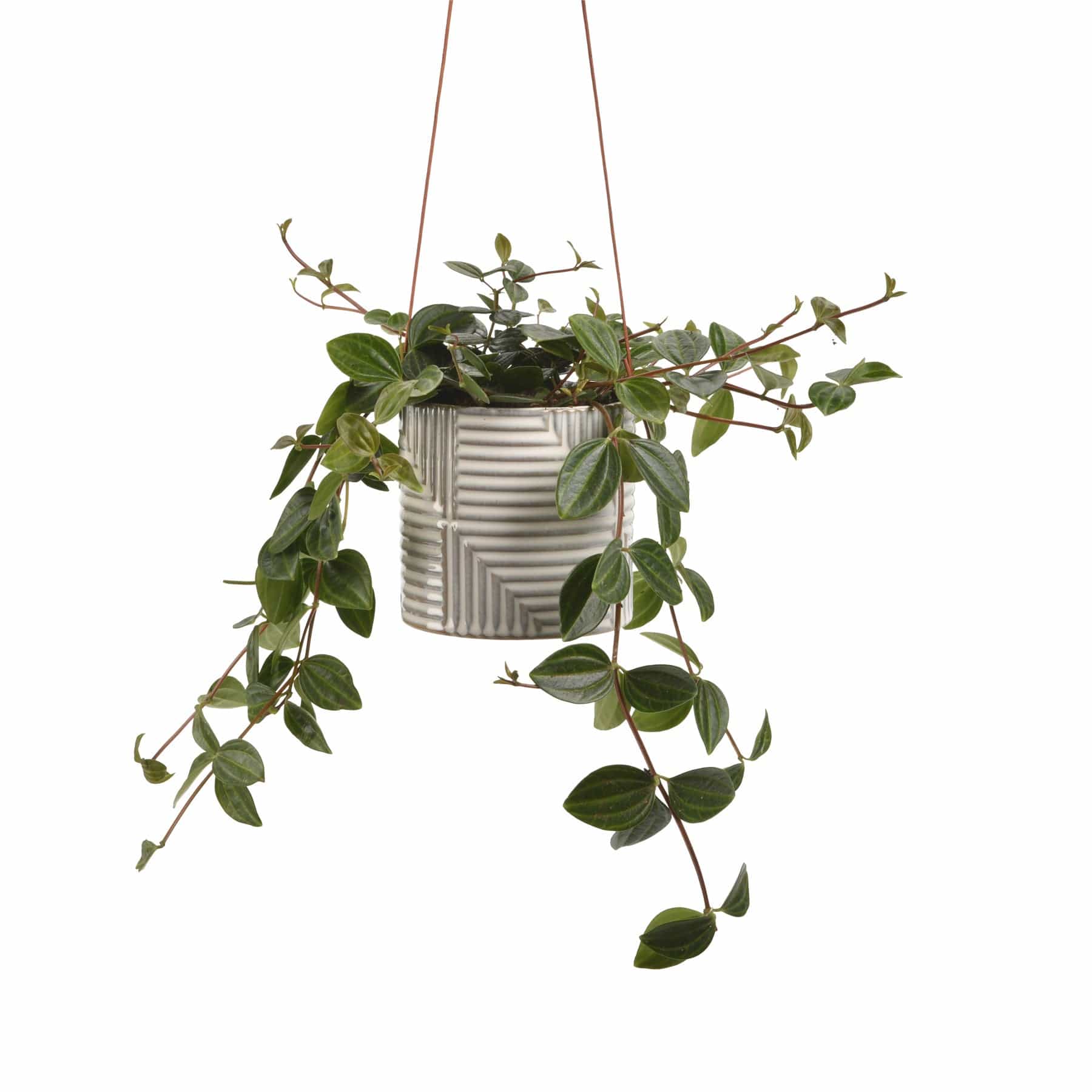 Modena hanging pot