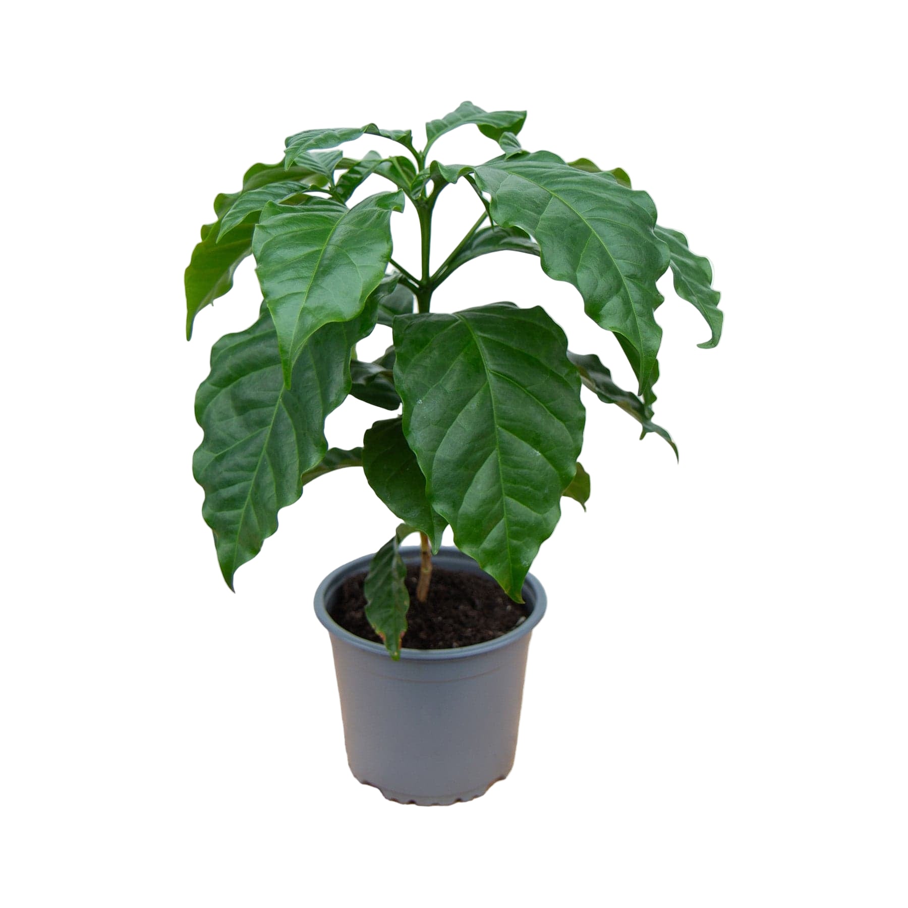 Live Coffee Plant – Coffea Arabica In A 4 Inch Pot – Easy Care Indoor Houseplant By Wekiva Foliage