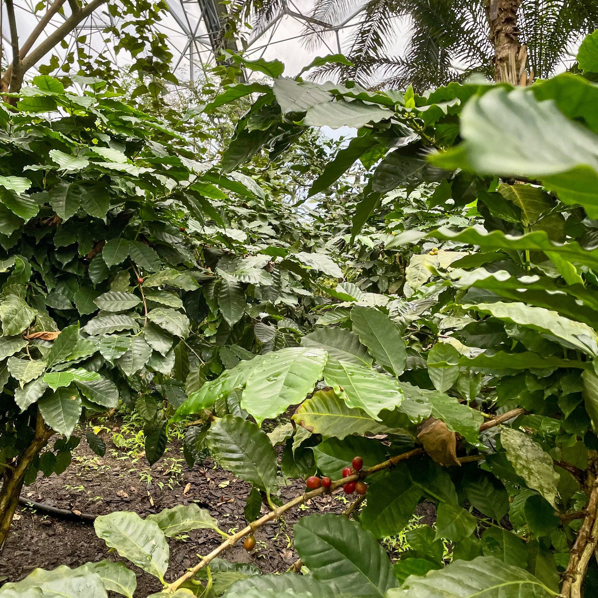 Arabica coffee plant - Eden-grown