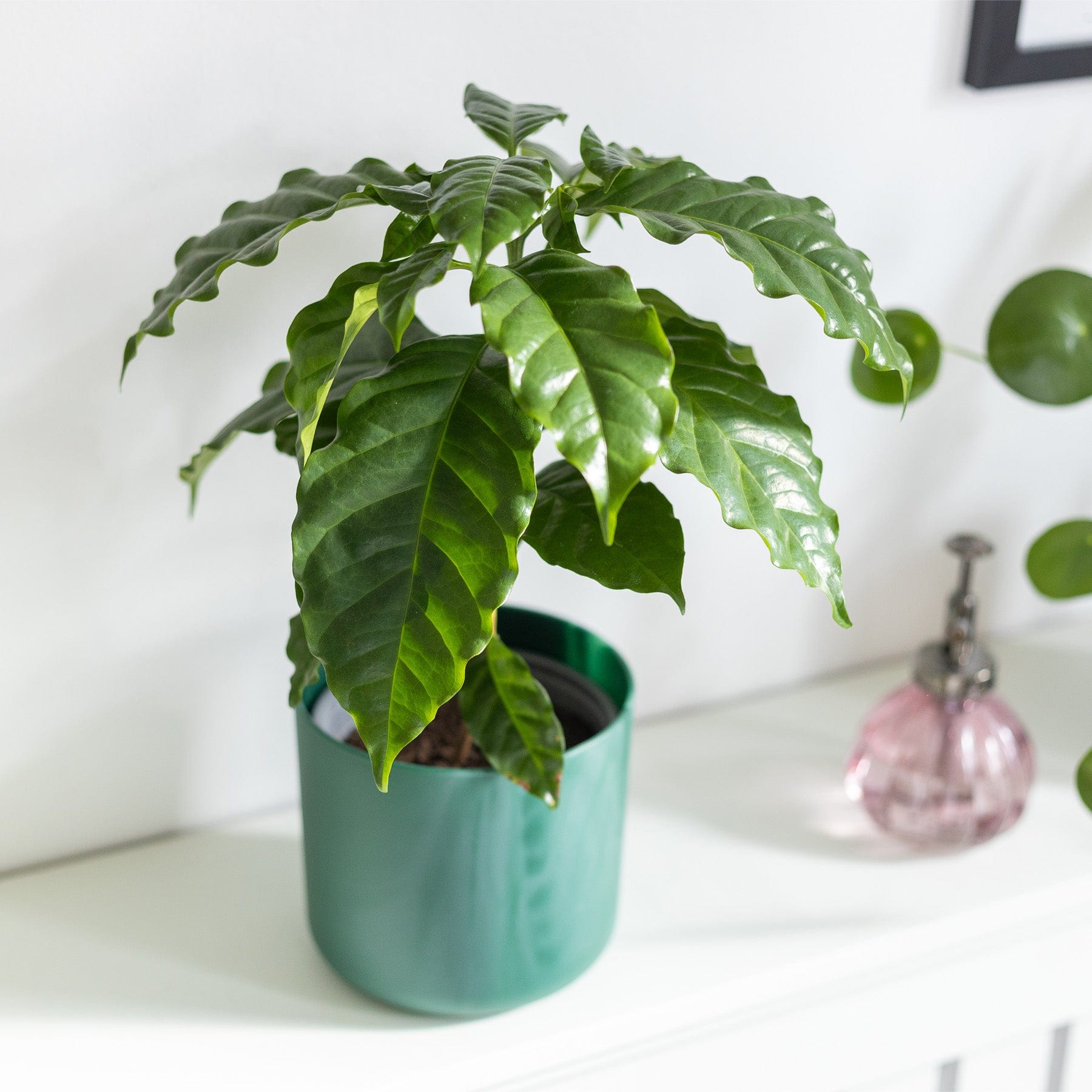 Arabica coffee plant - Eden-grown