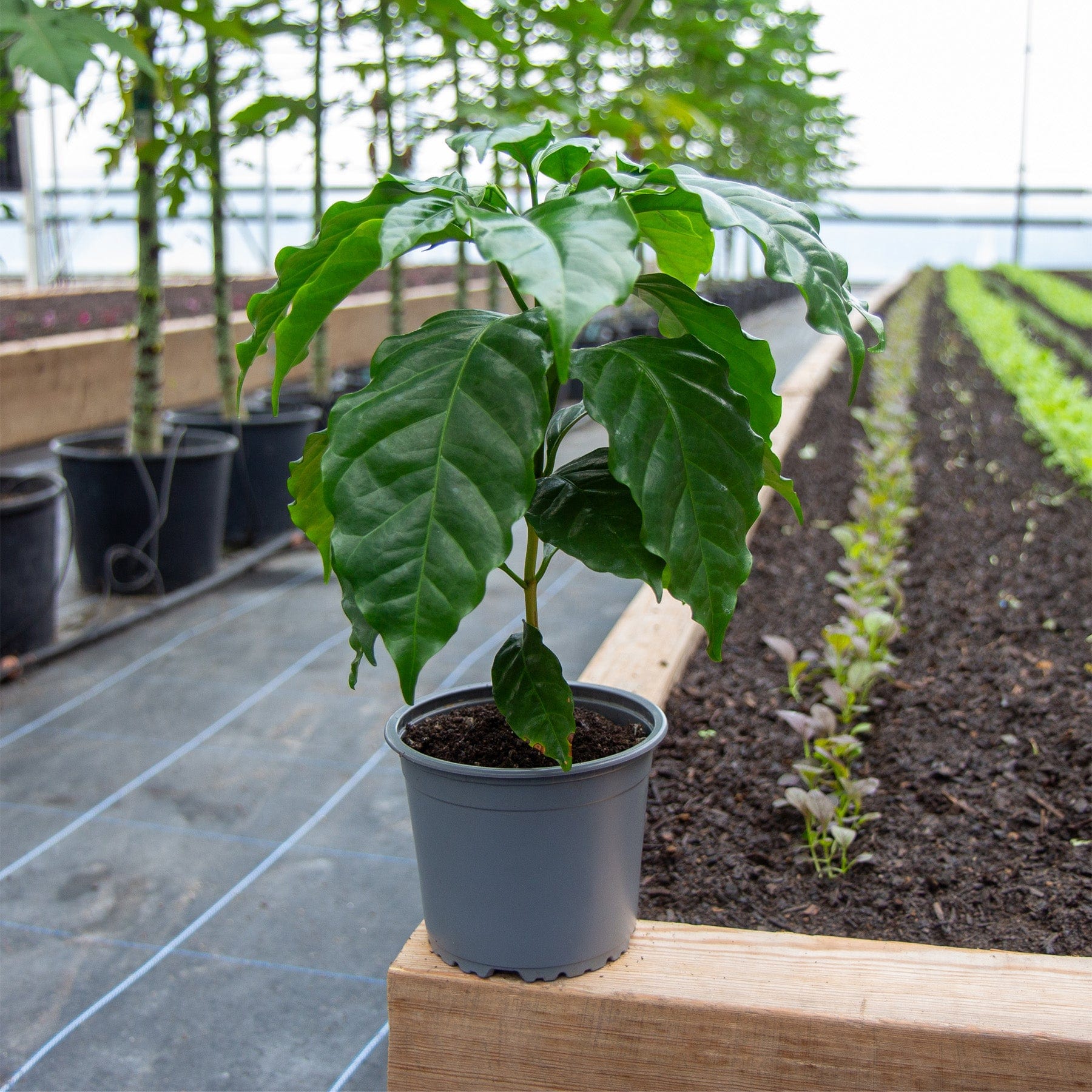 Arabica coffee plant - Eden-grown