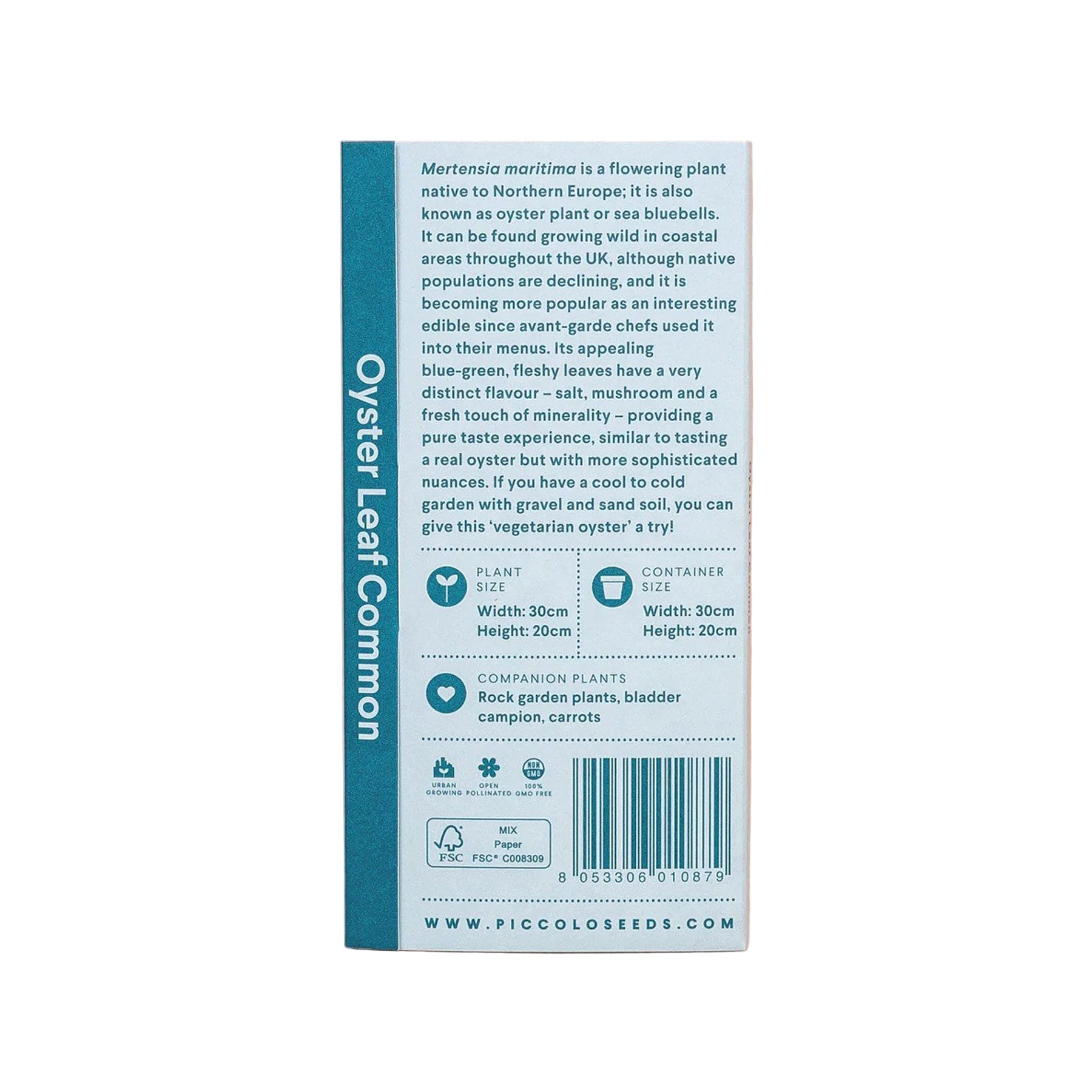 Oyster leaf common seeds