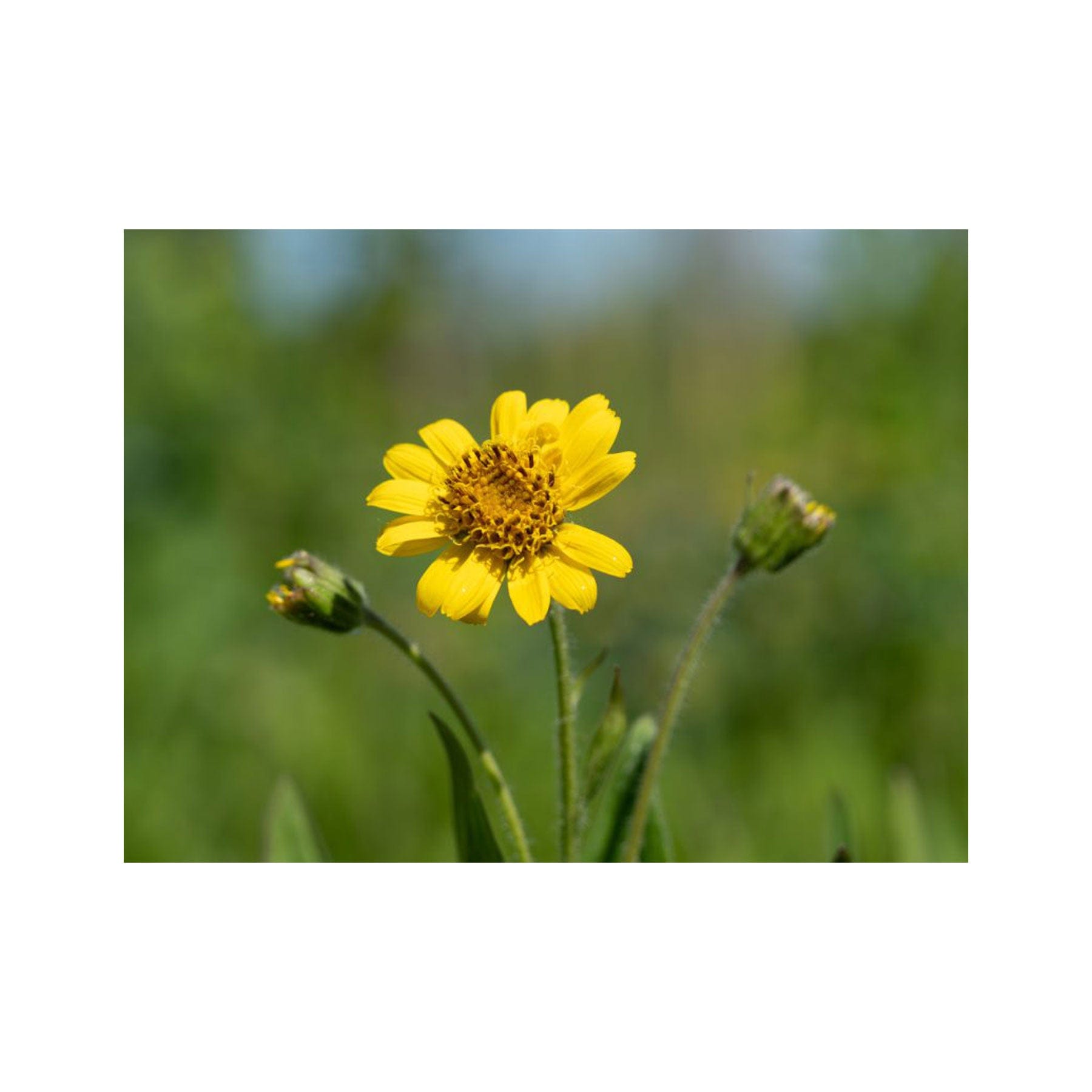 Meadow arnica seed pack