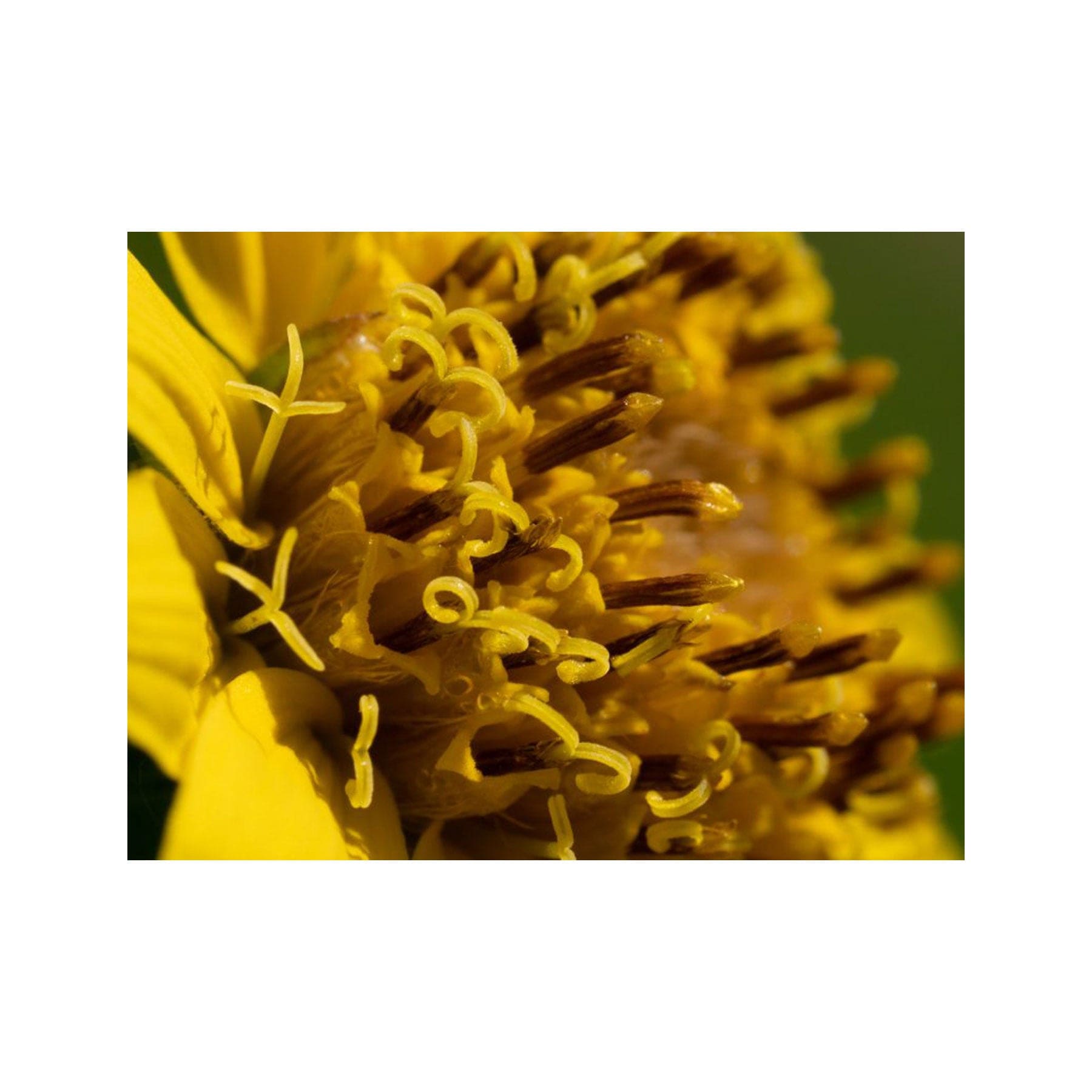 Meadow arnica seed pack