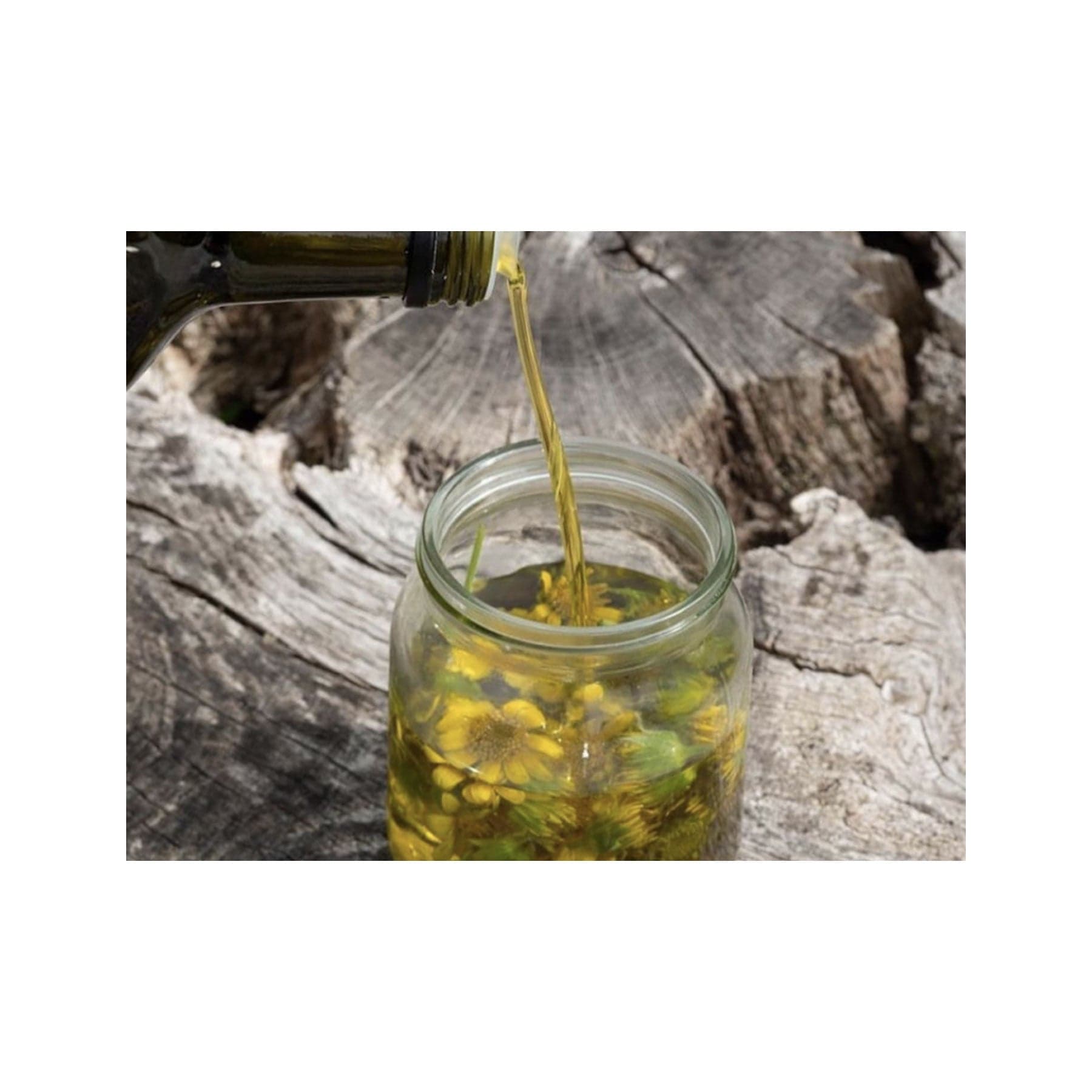 Meadow arnica seed pack