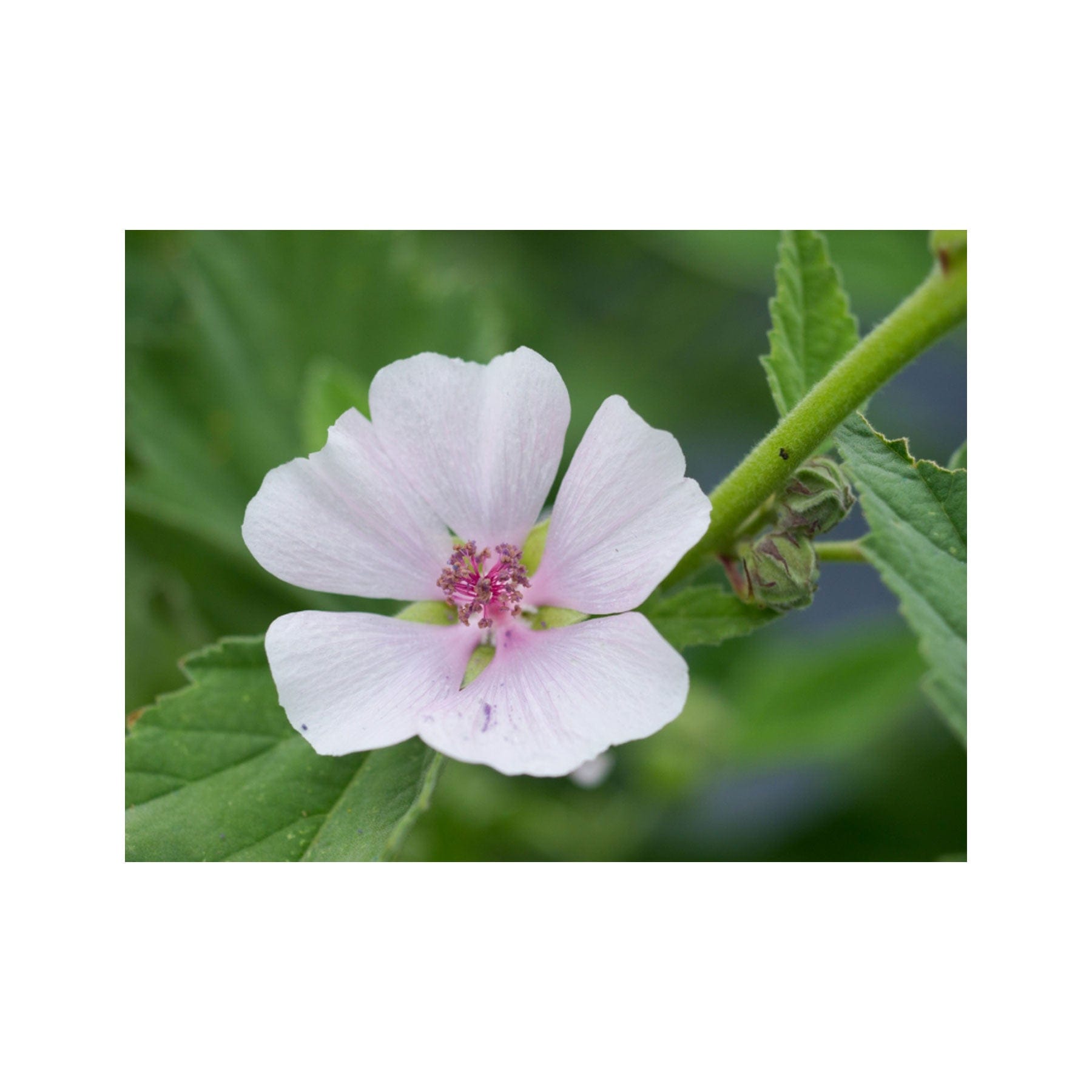 Marshmallow seed pack