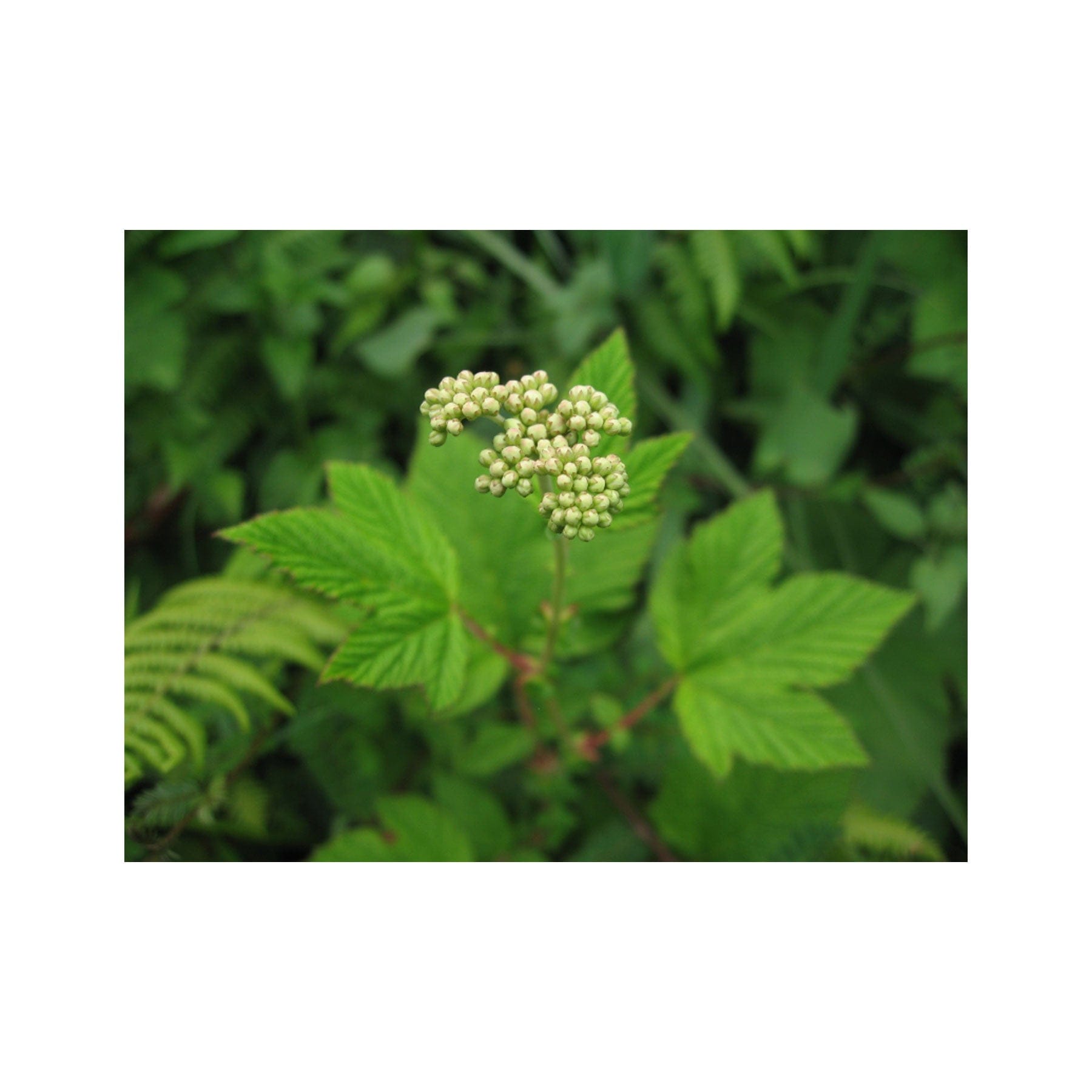 Meadowsweet seed pack