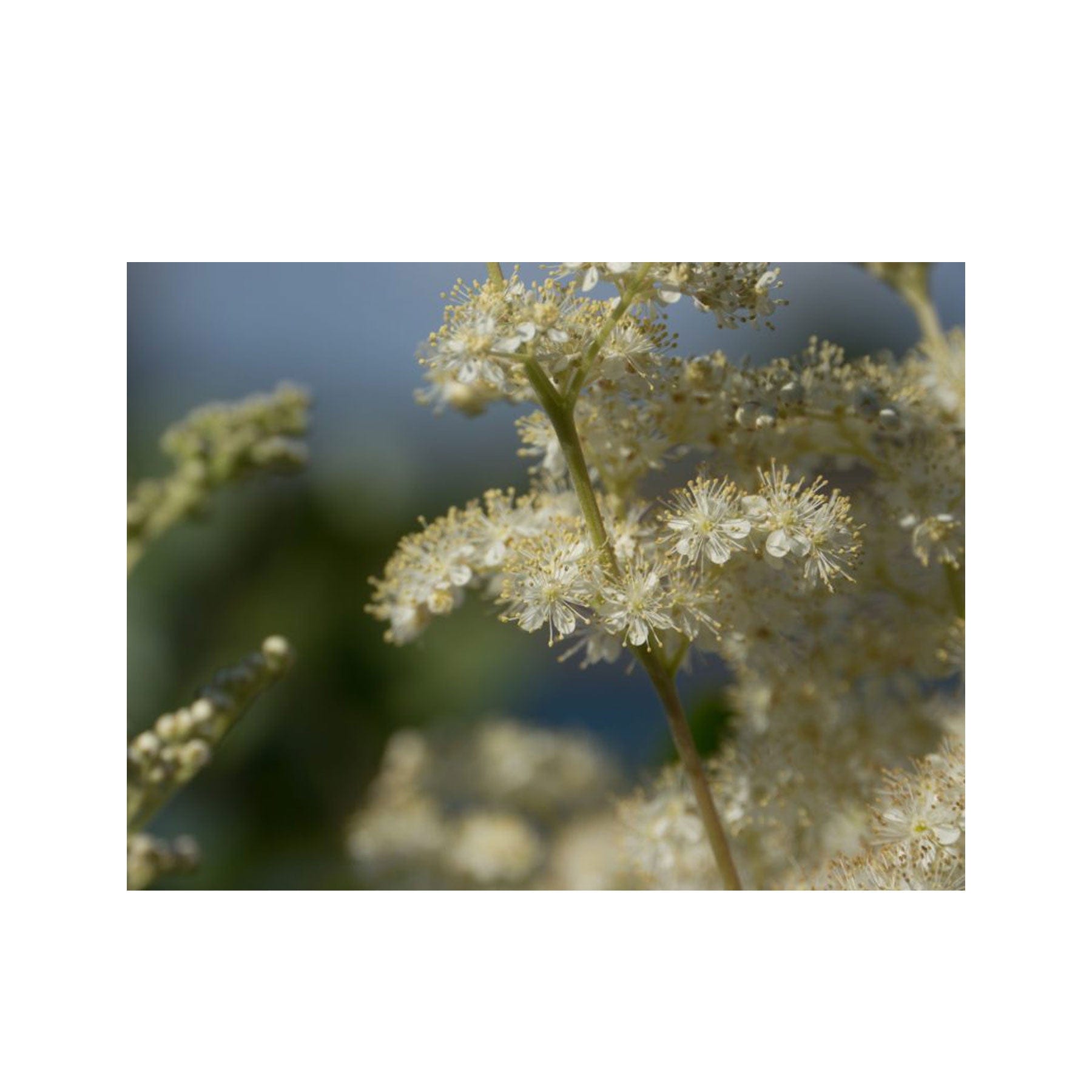 Meadowsweet seed pack
