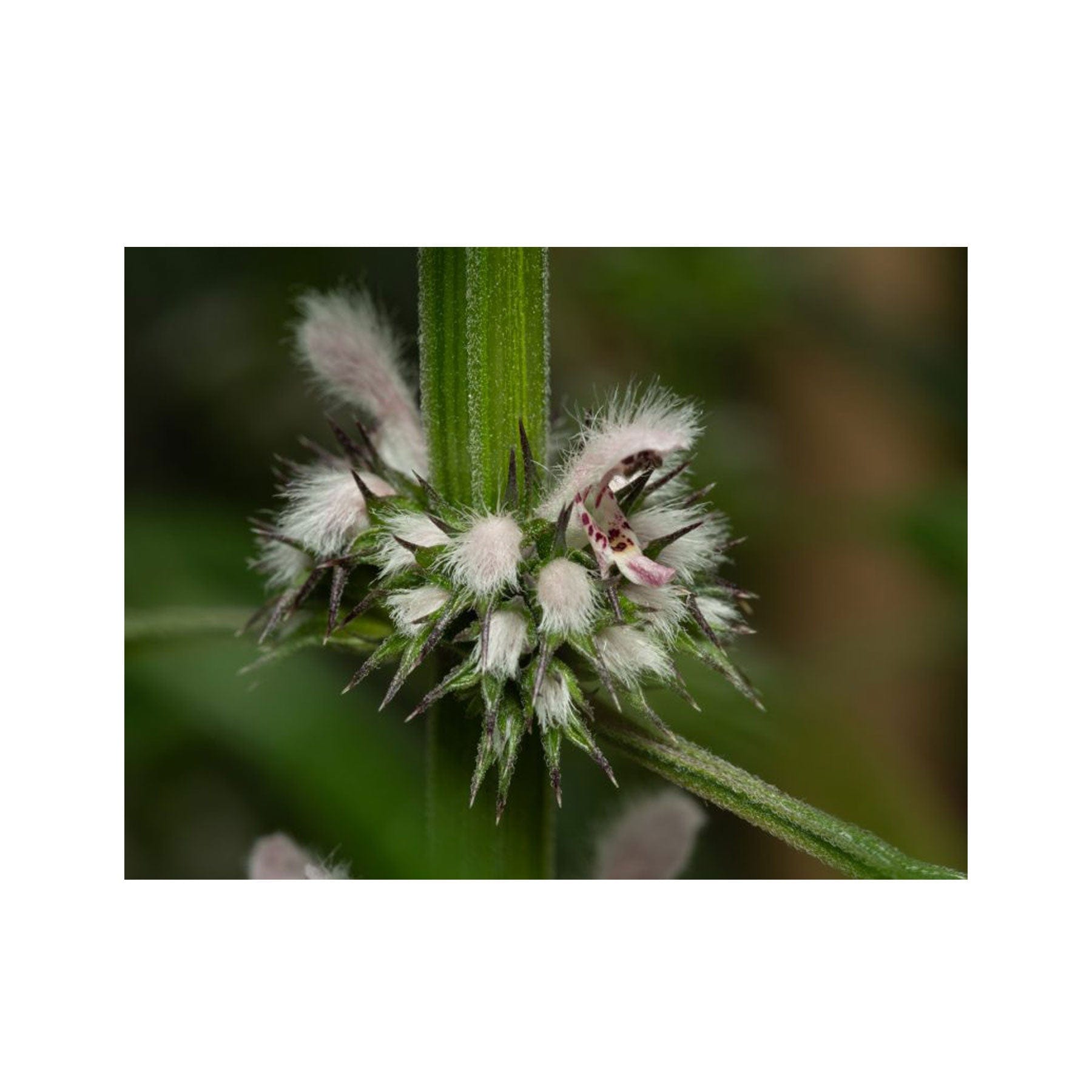 Motherwort seed pack