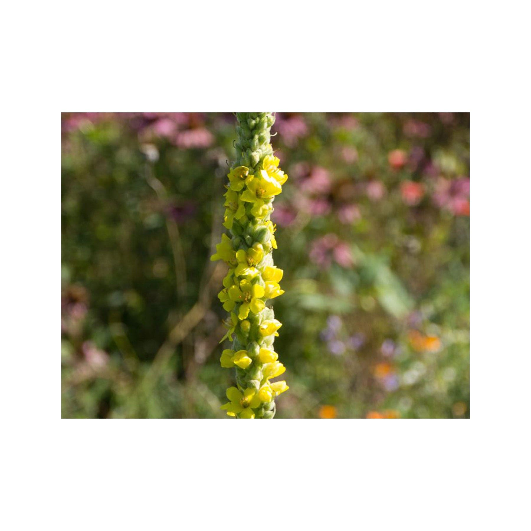 Mullein seed pack