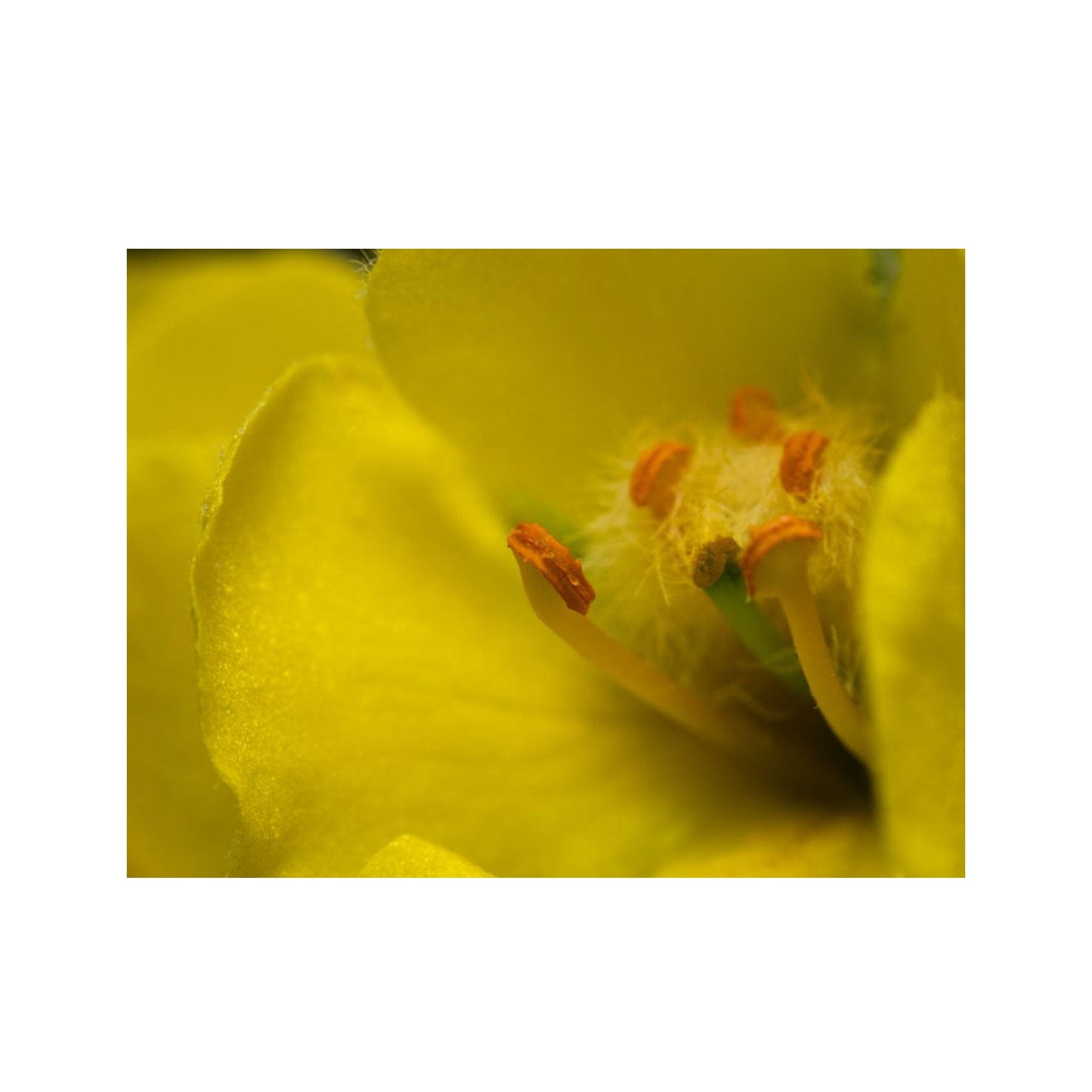 Mullein seed pack