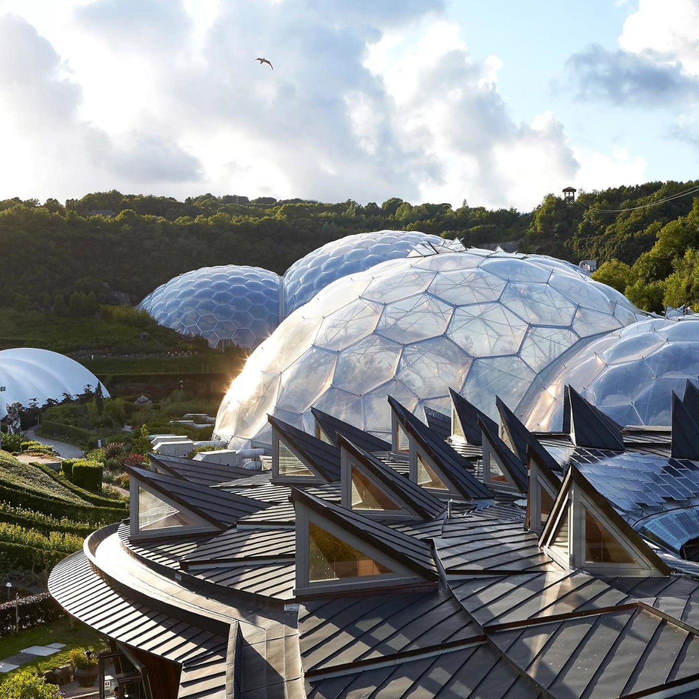 Geodesic domes of sustainable biome project with hexagonal patterns amidst lush greenery during sunset with a seagull flying overhead