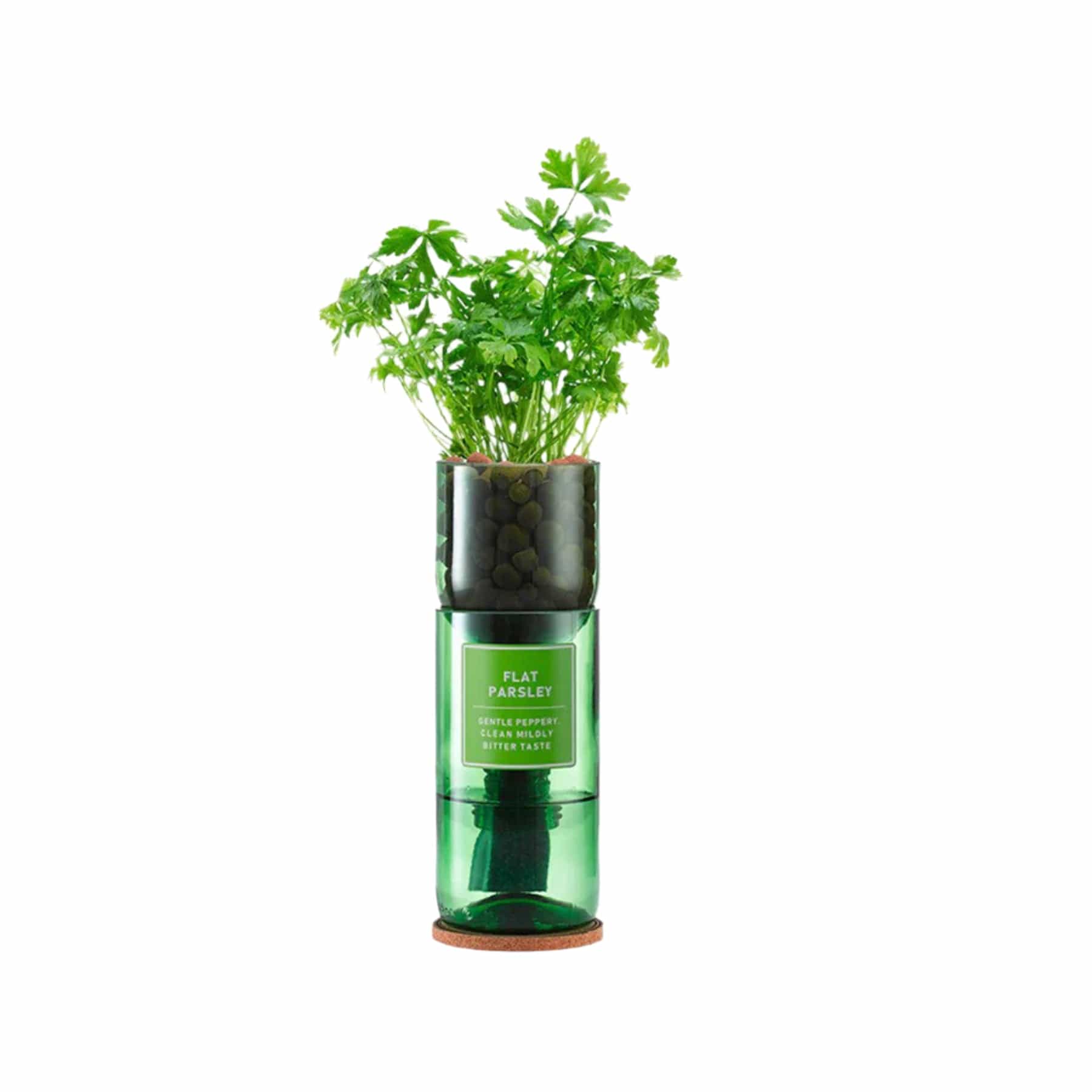 Flat parsley seed kit