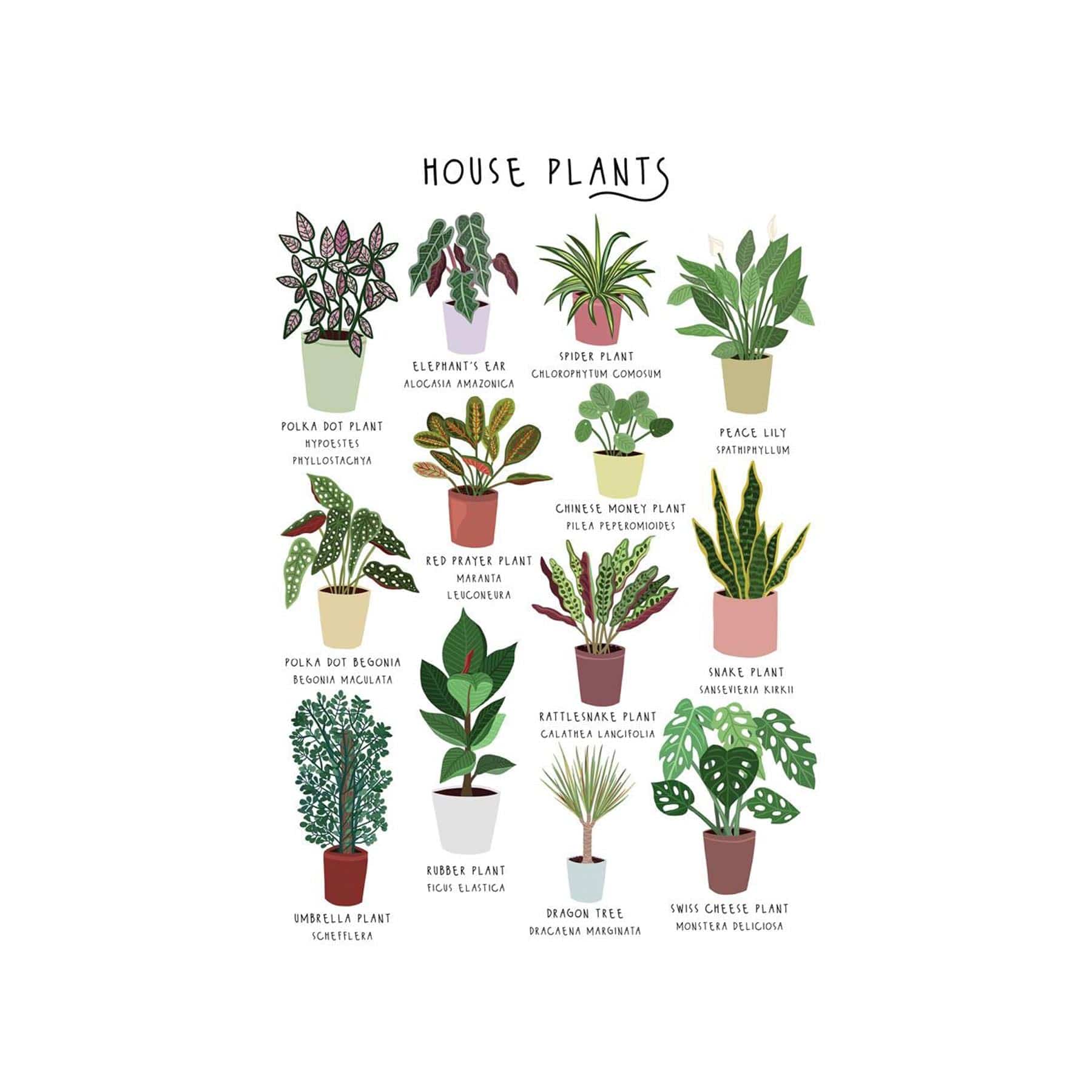 House plants greetings card