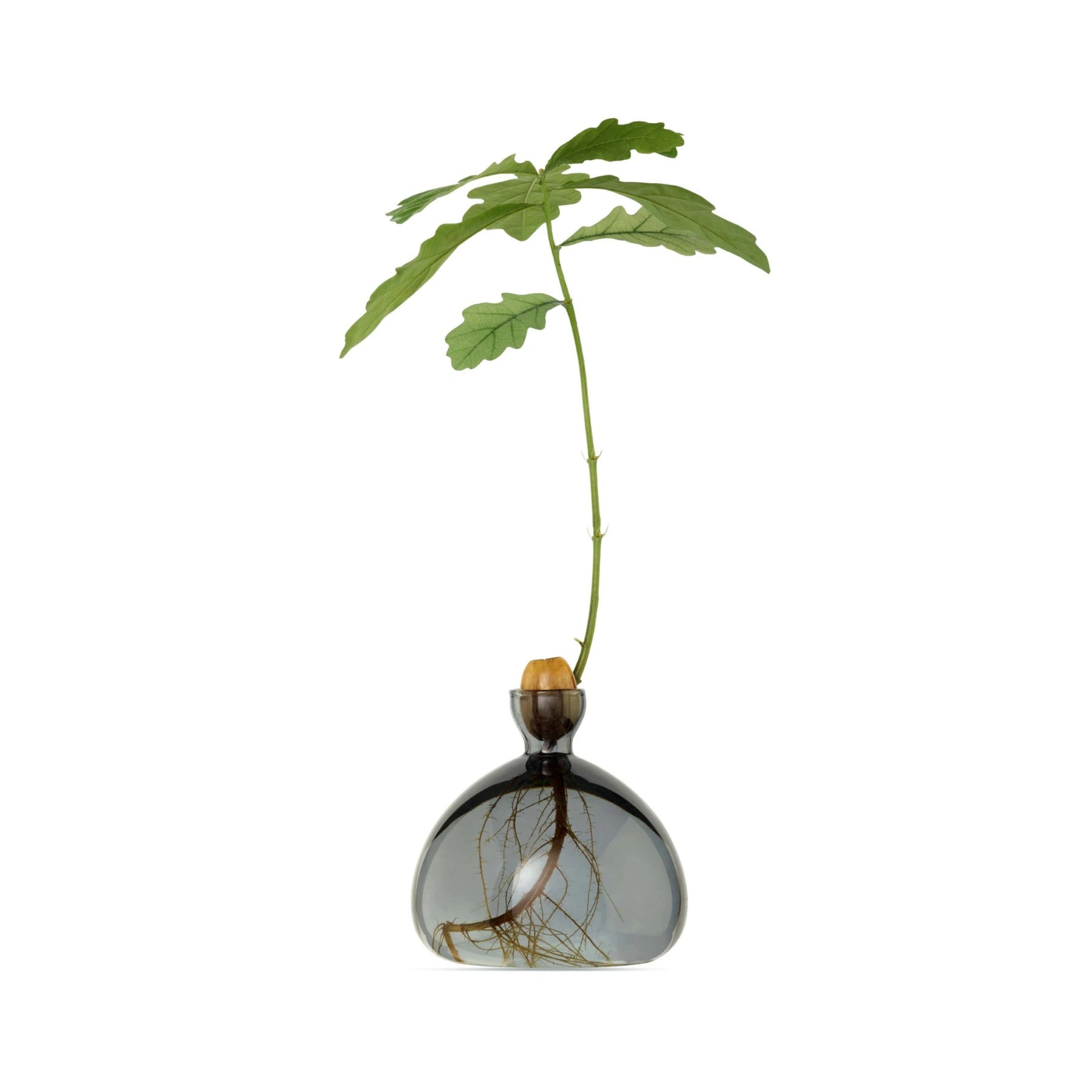 Young oak sapling growing in a glass bottle with water, visible root system, isolated on white background.