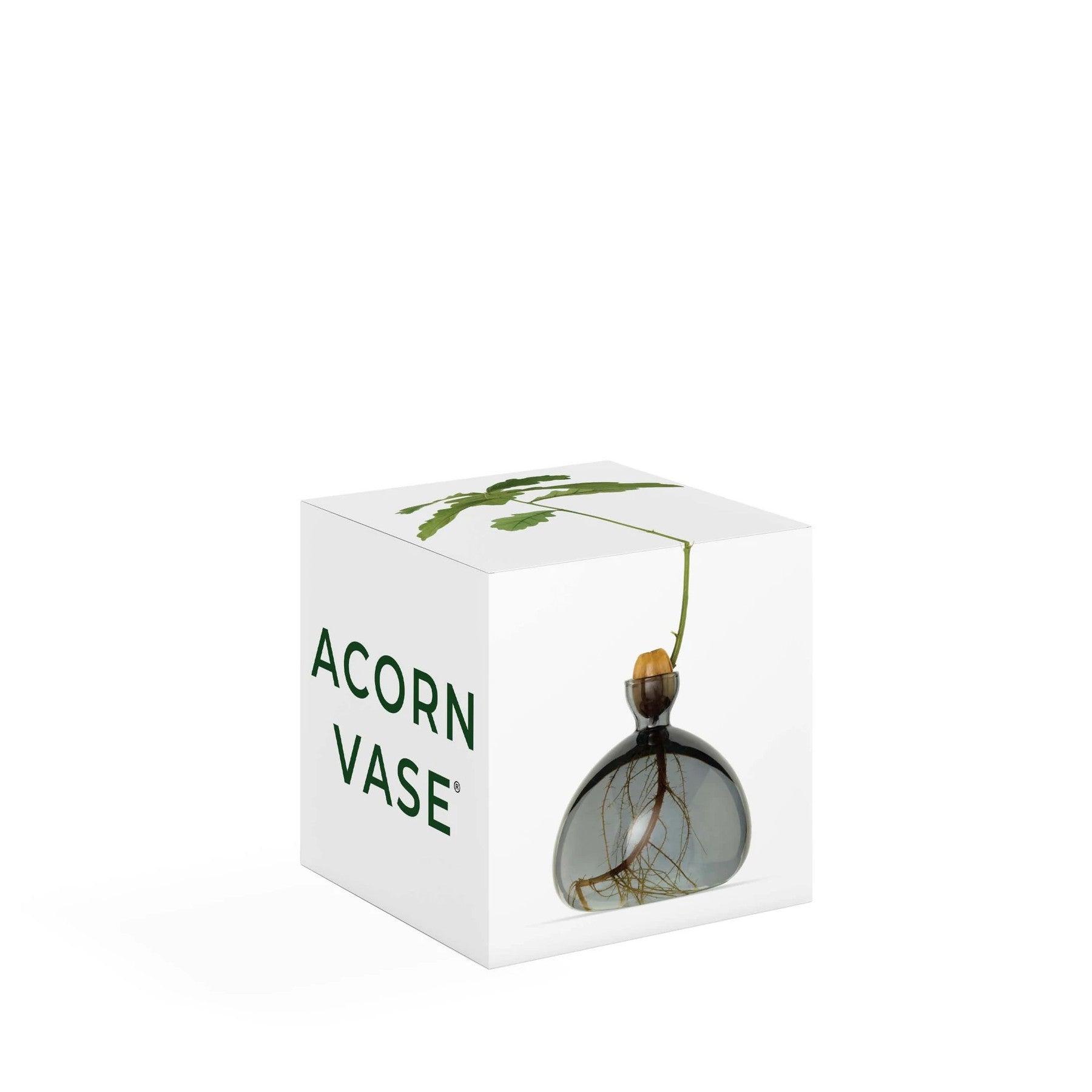 Acorn vase on white background with single green oak sprout growing from acorn inside clear glass vase, innovative plant growth concept, minimalist design.