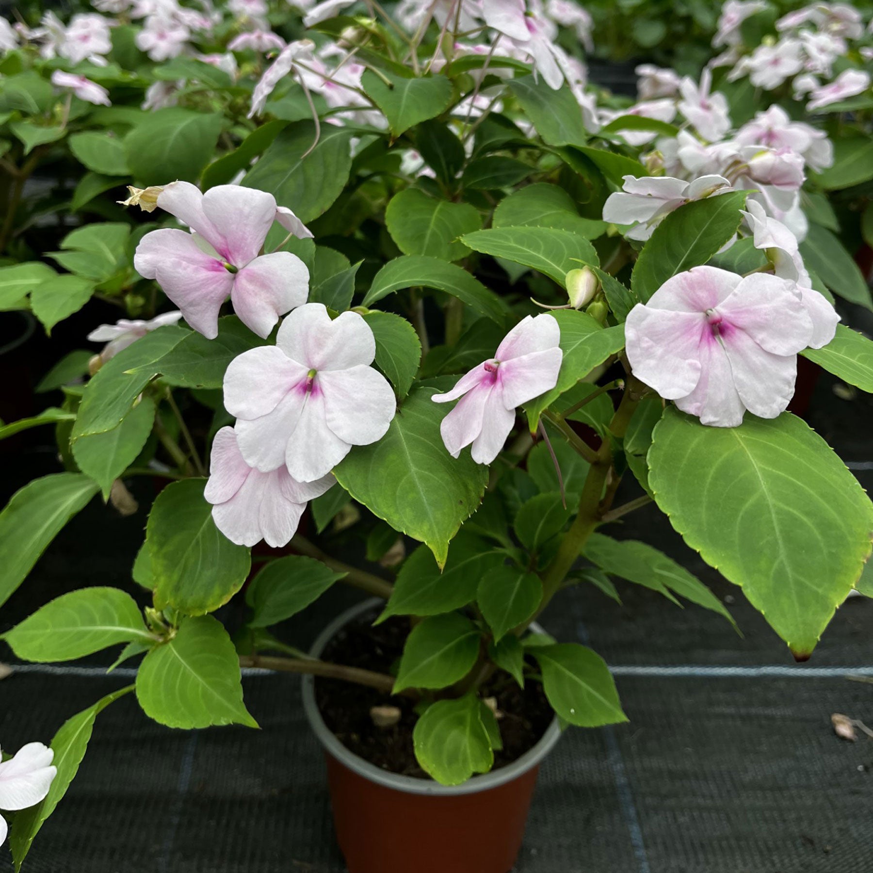 Seychelles busy lizzie ‘ray of hope’