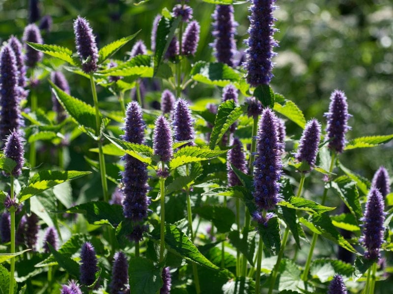 Licorice mint seed pack