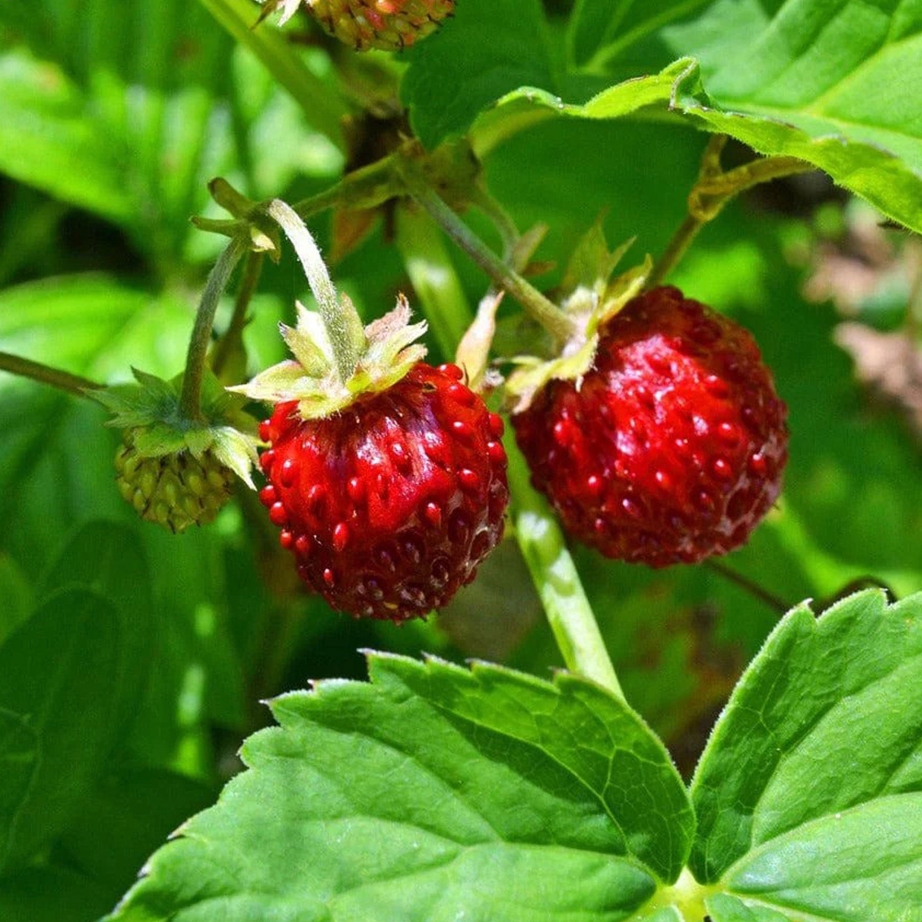 Little nature explorer wild strawberry growing kit