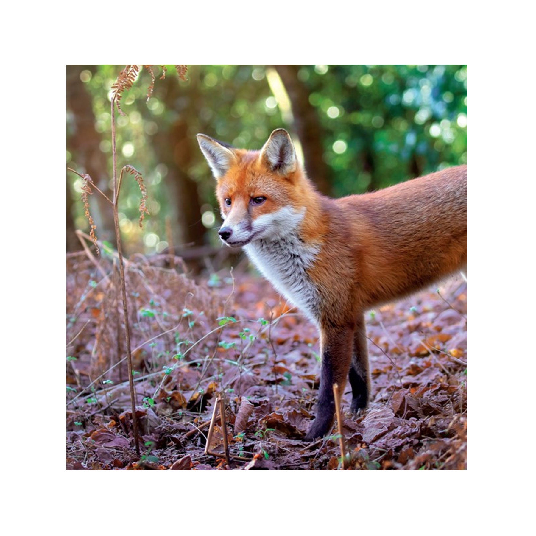 Red fox greetings card