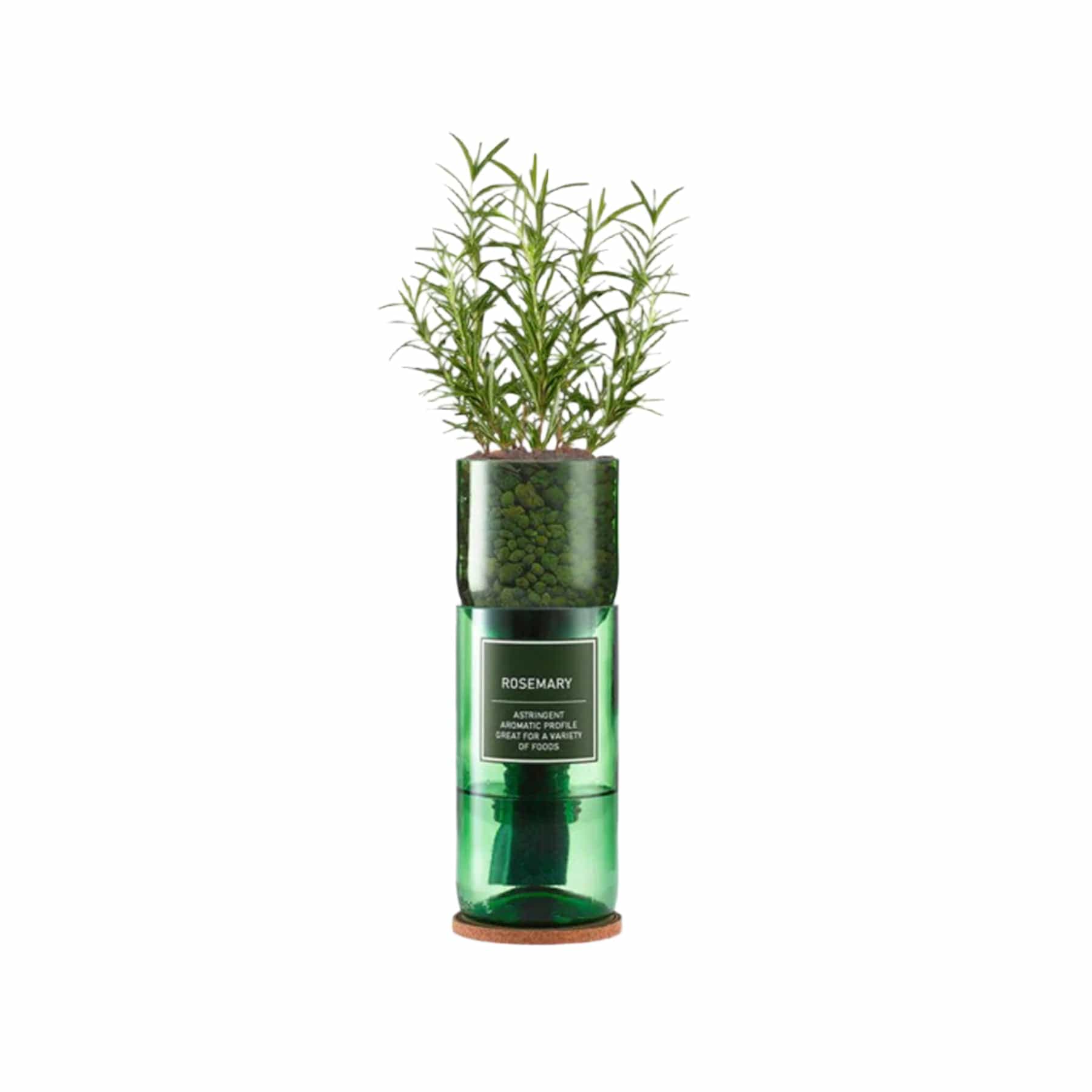 Rosemary seed kit
