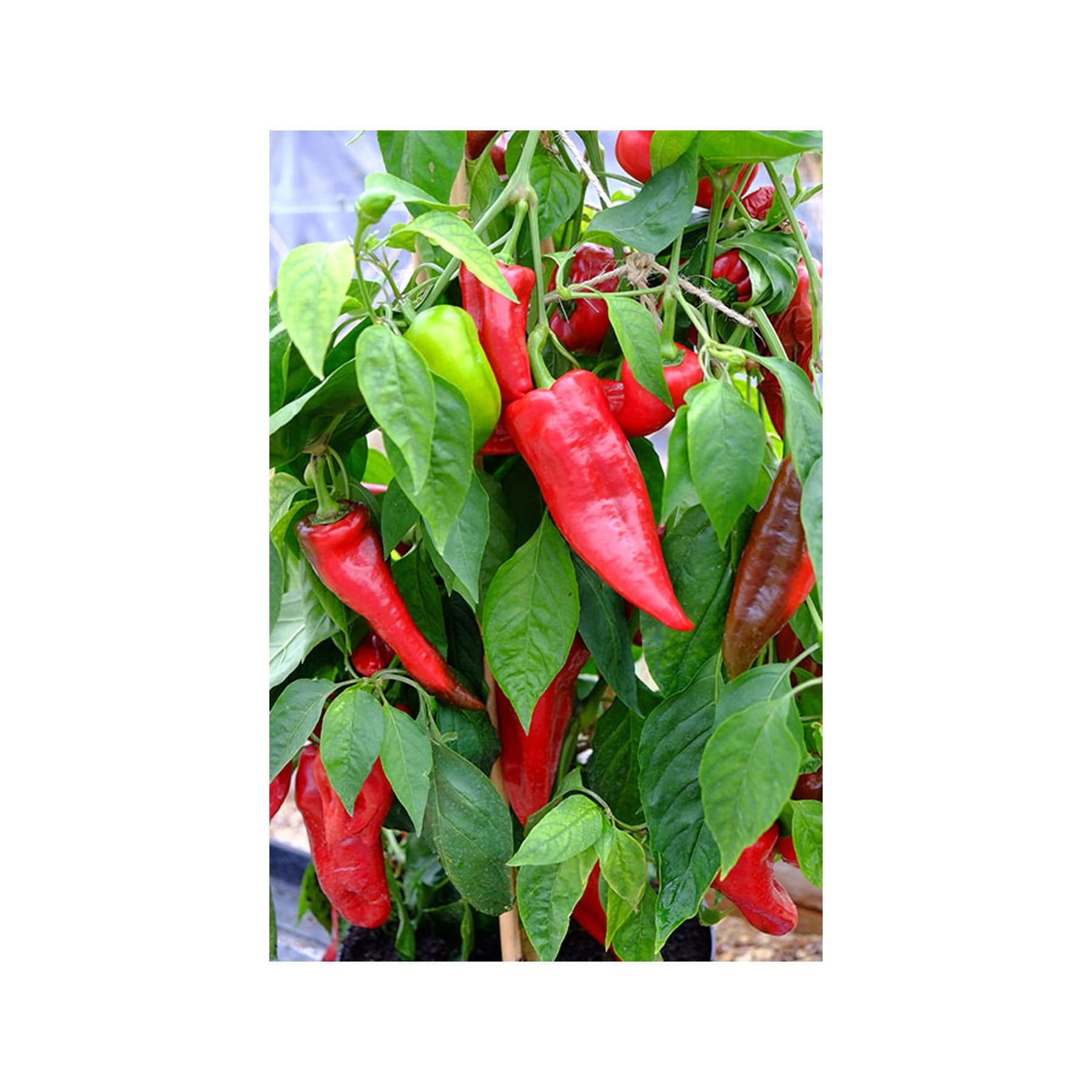 Beaver dam chilli seeds