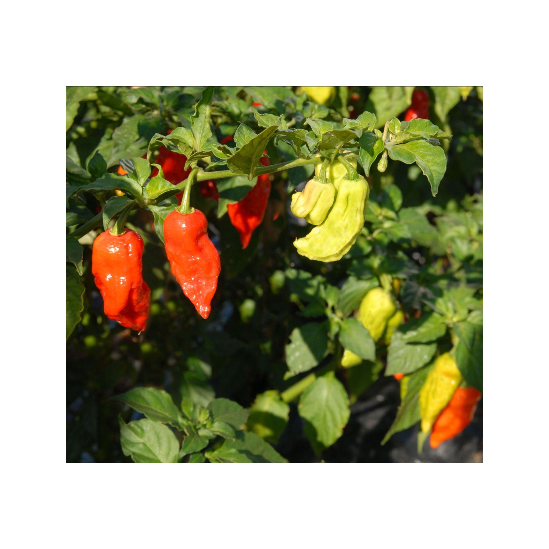Bengle naga chilli seeds