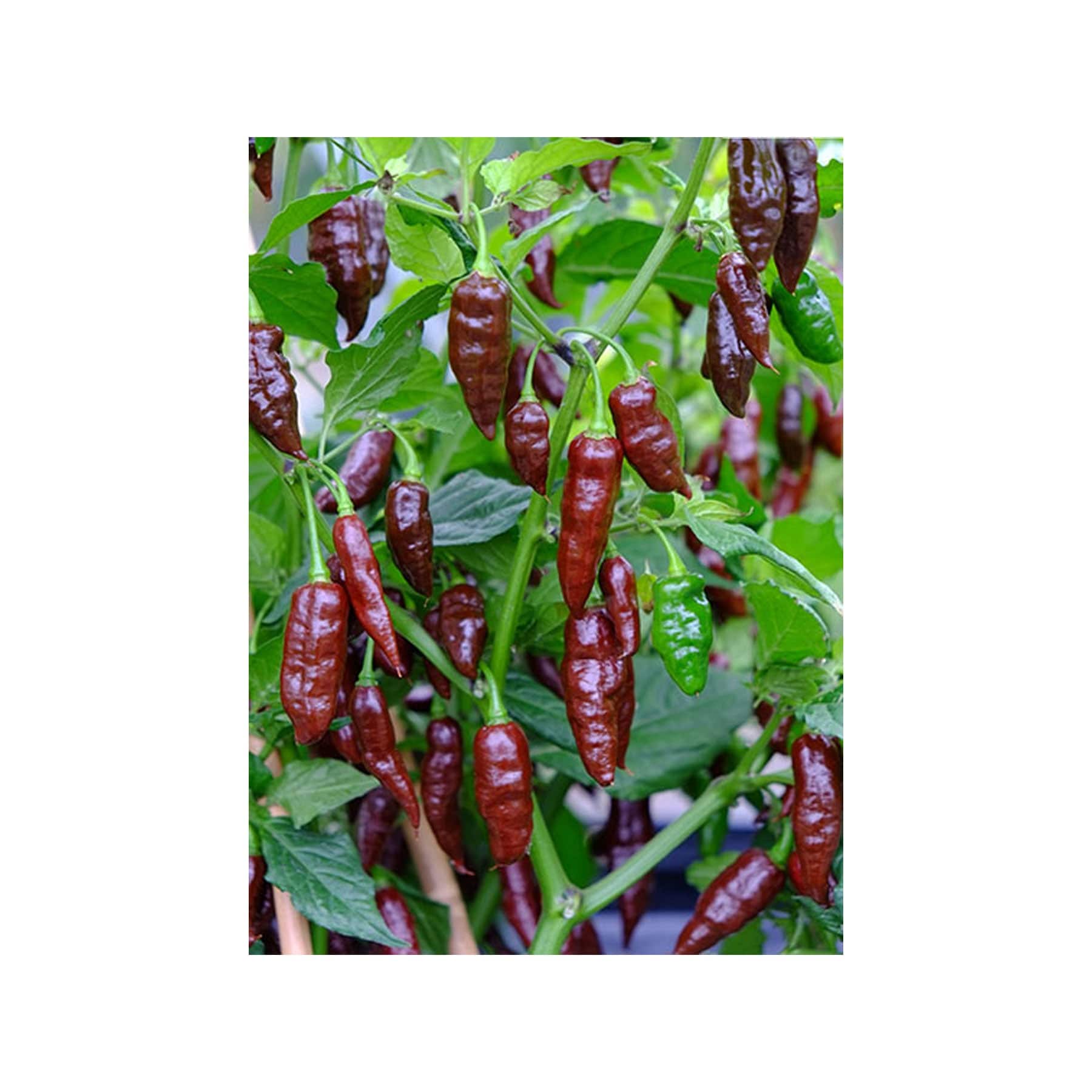 Hot chocolate chilli seeds