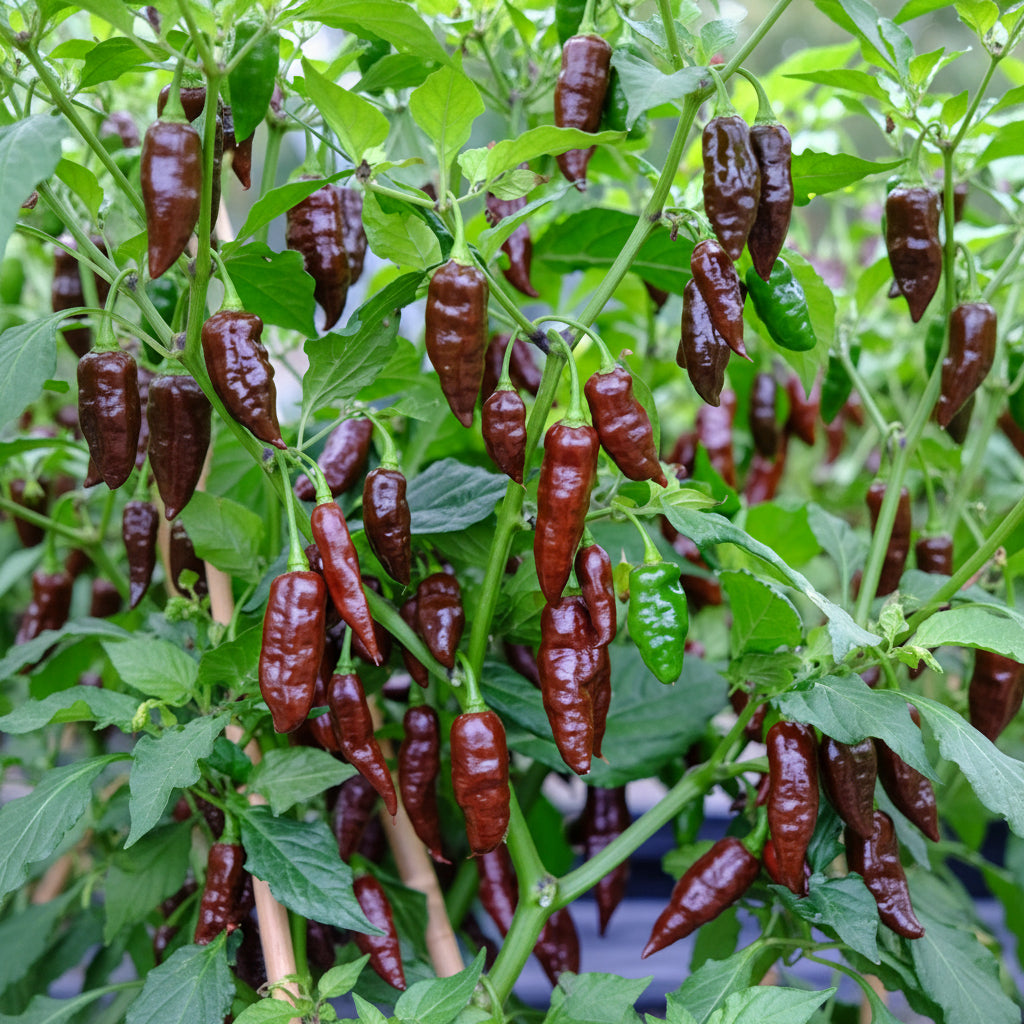 Hot chocolate chilli seeds