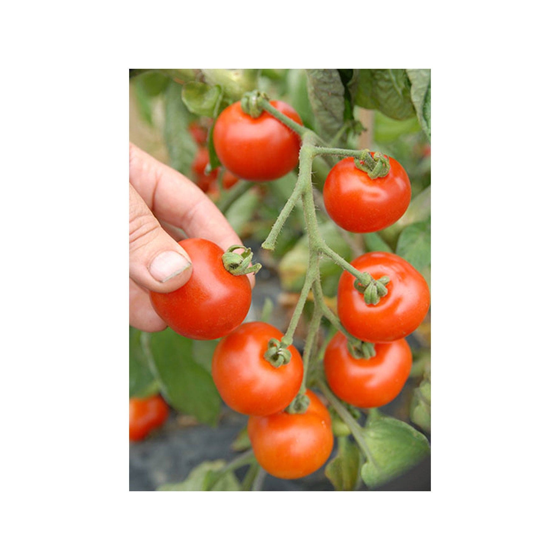 Matina tomato seeds