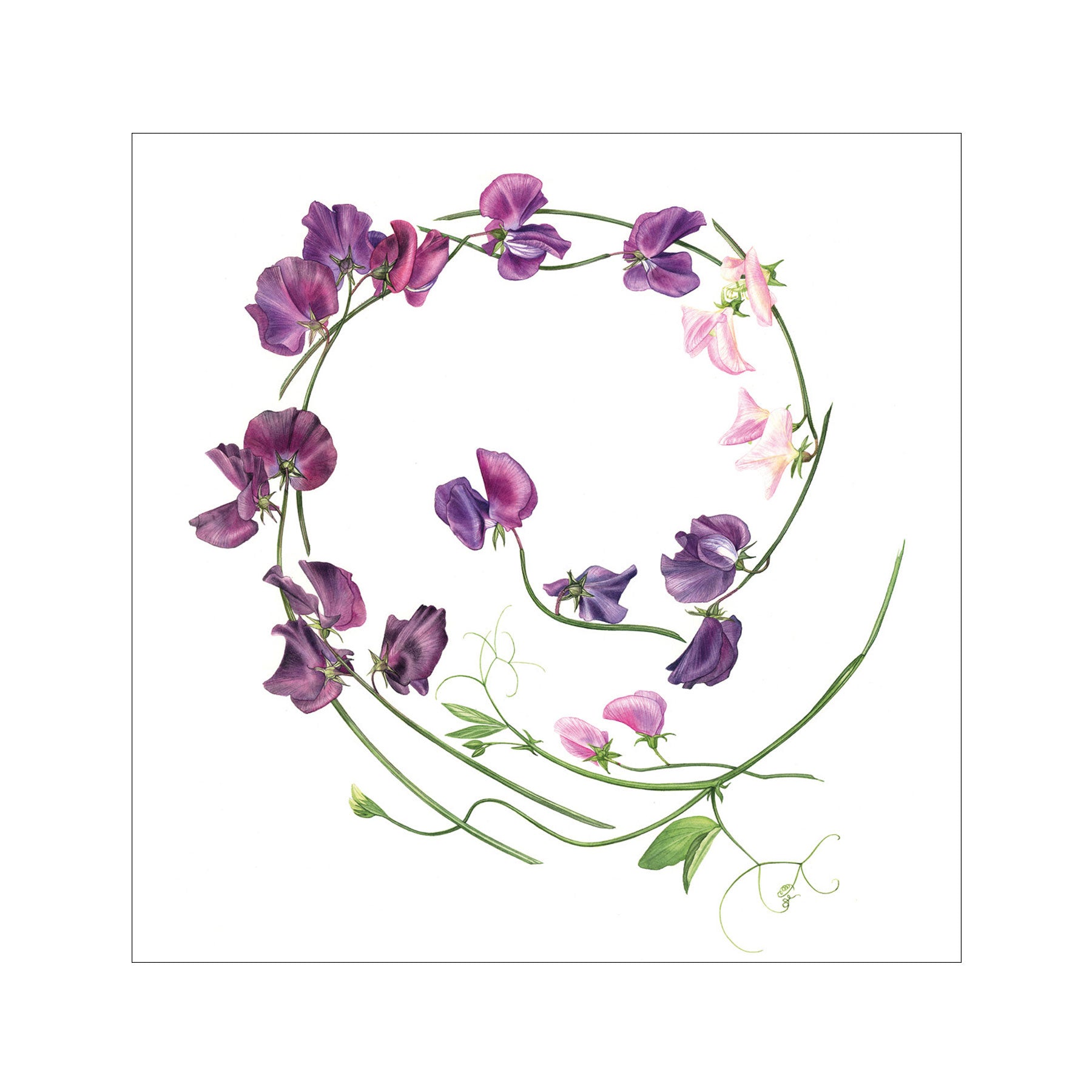 Sweet pea swirl greetings card