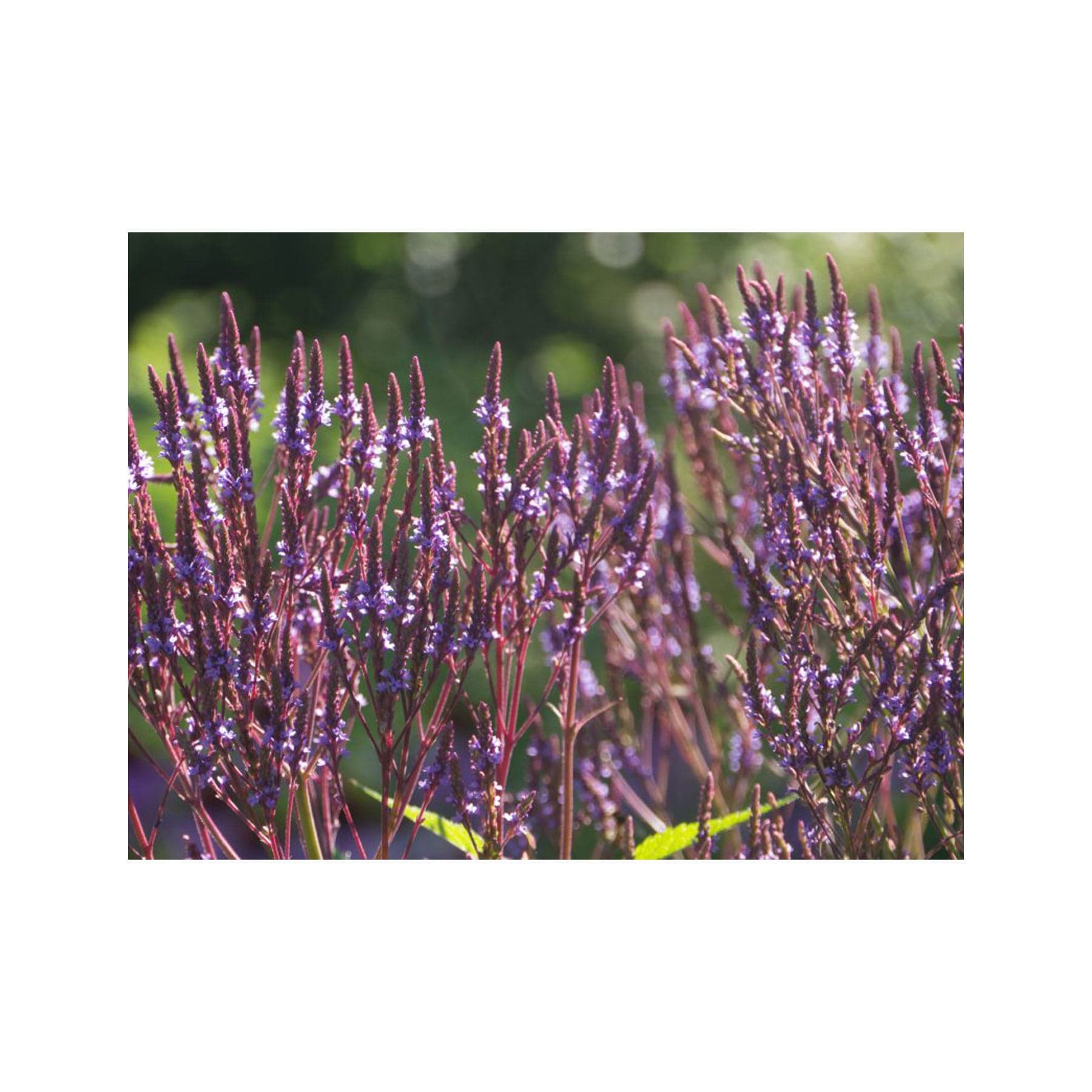 Blue vervain seed pack