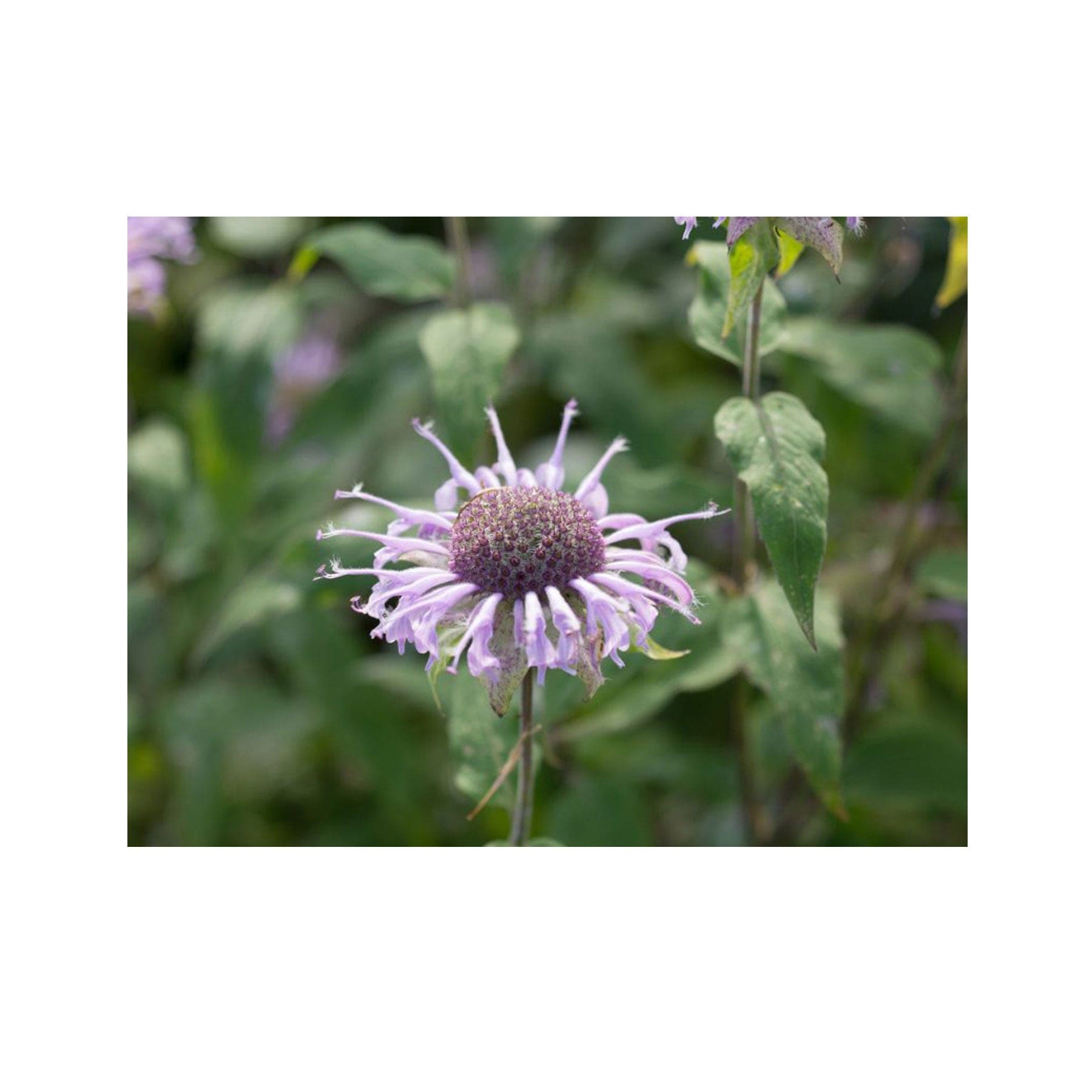 Bee balm seed pack