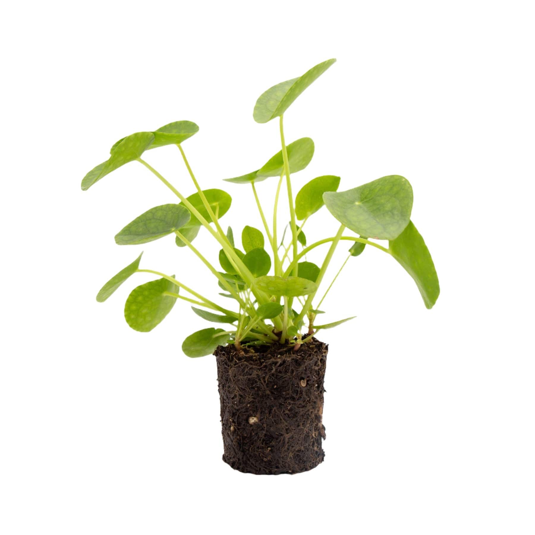 Chinese money plant - Eden-grown