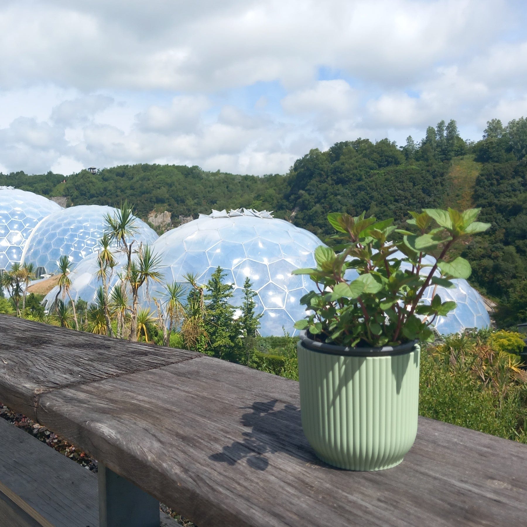 Chocolate mint plant - Eden-grown