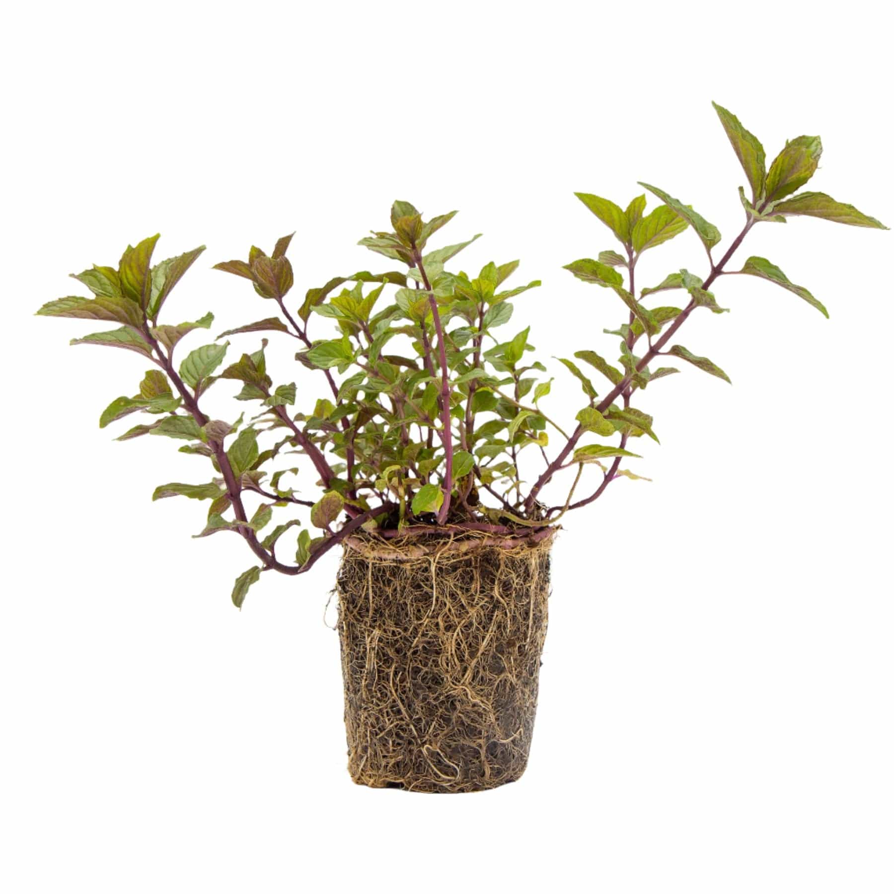 Chocolate mint plant - Eden-grown